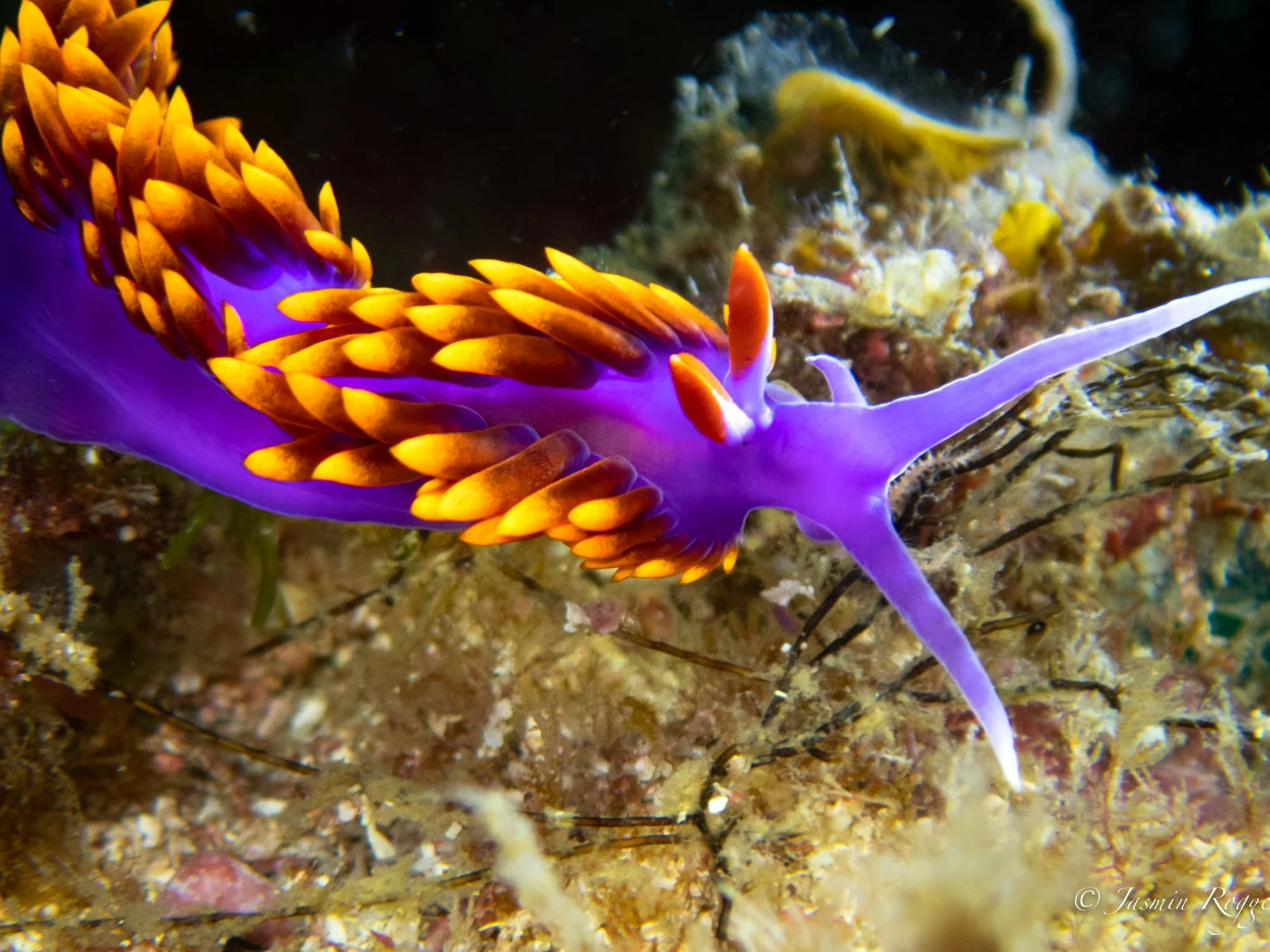 Una chinita de mar púrpura con antenas naranjas sobre un fondo de arrecife de coral.