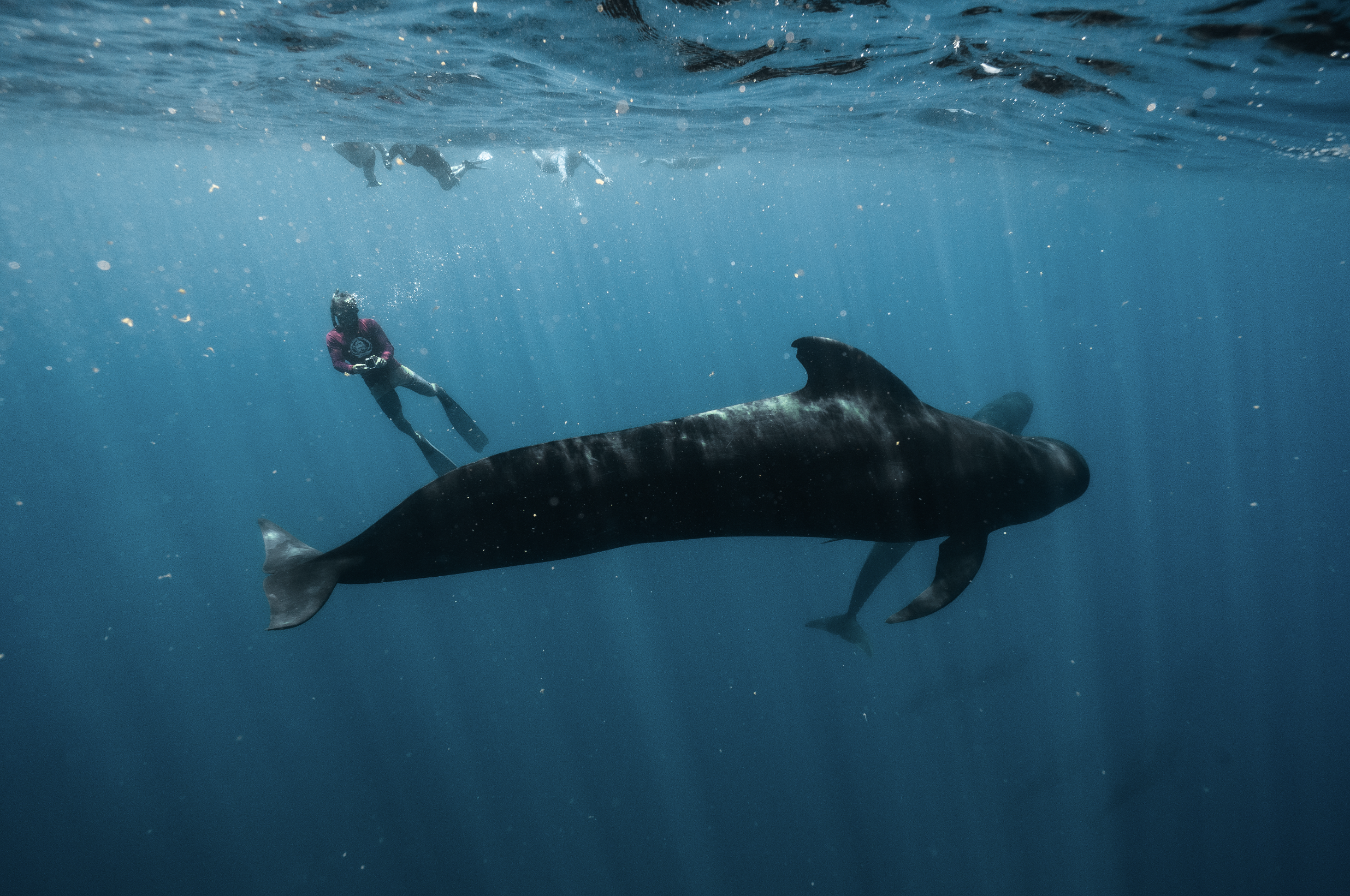 Persona en traje de buceo junto a una ballena en el océano.