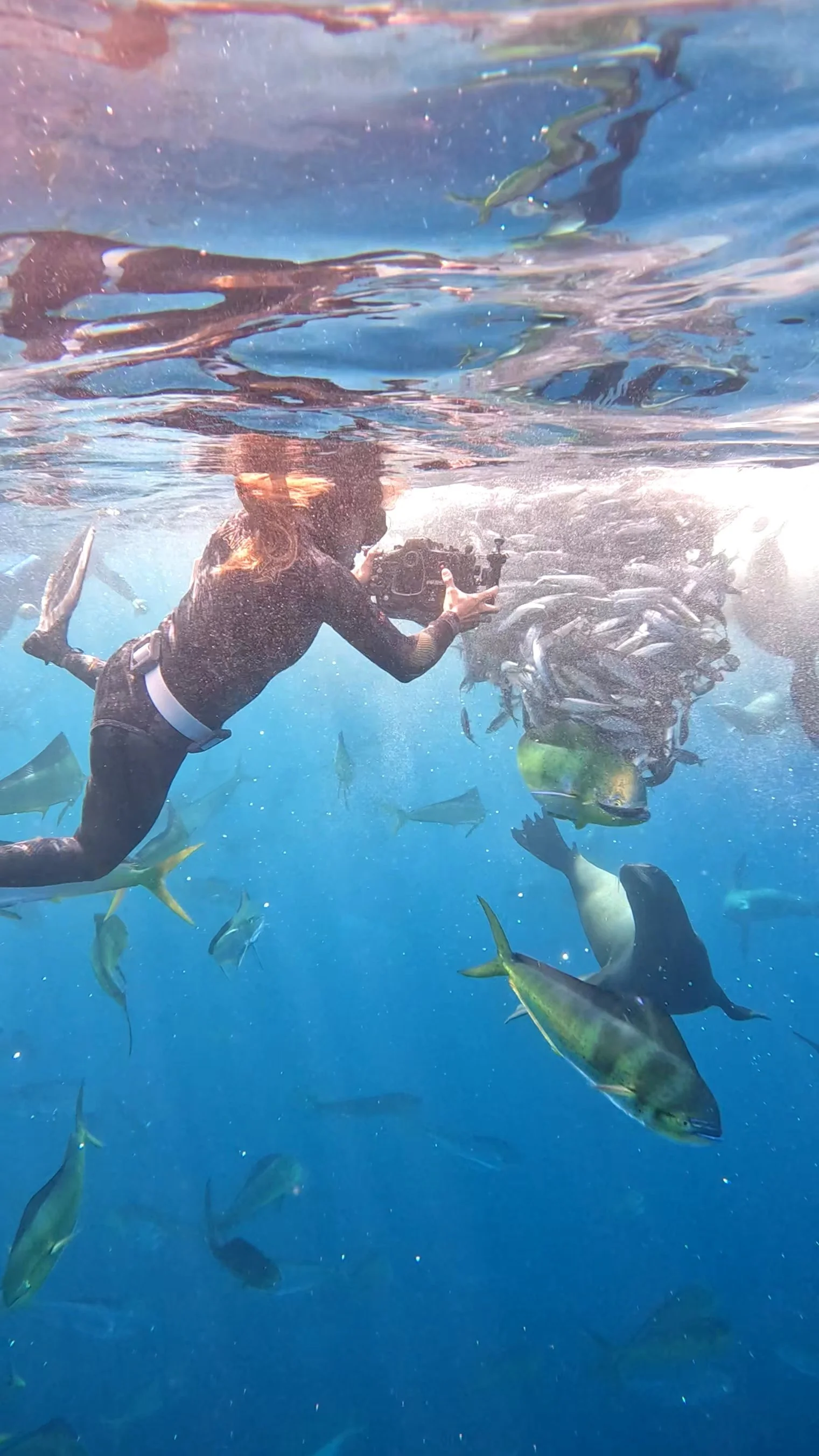 Puerto Chale: Refugio de la ballena mexicana y de unos de los espectáculos más salvajes de la naturaleza.