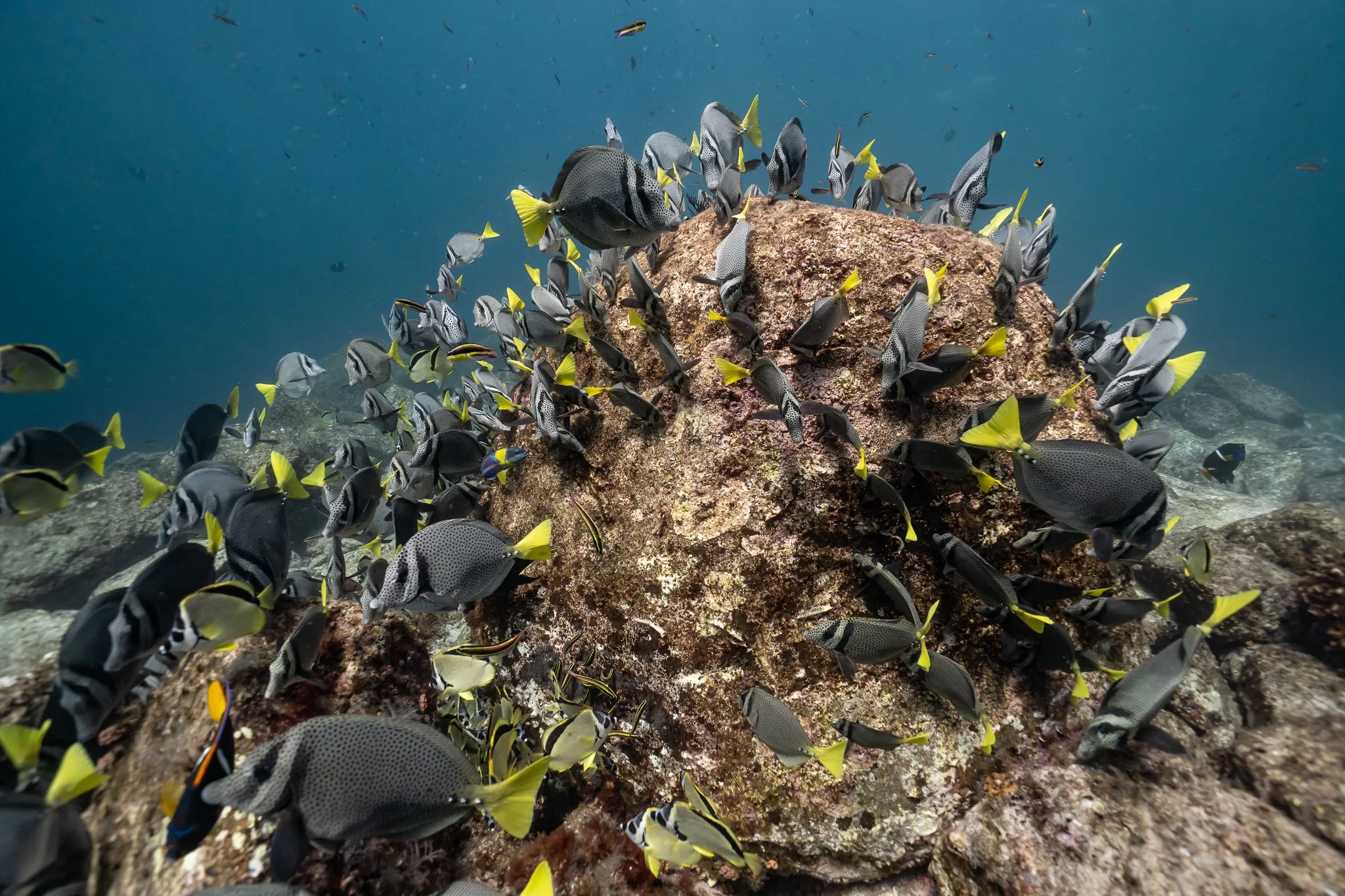 Manada de peces de colores nadando alrededor de una roca bajo el agua del océano