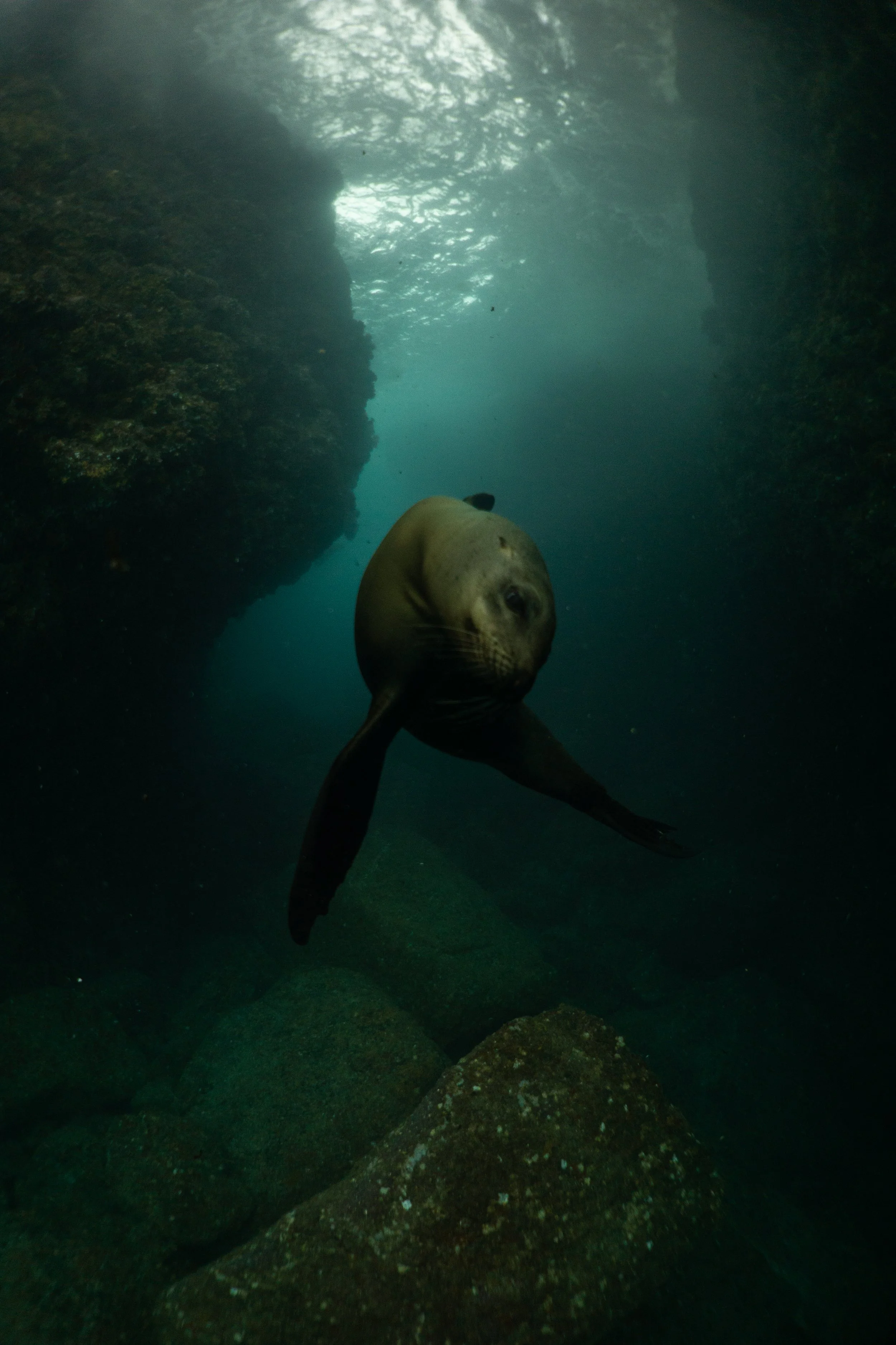 Un león marino nadando en aguas claras entre rocas nas profundidades del océano.