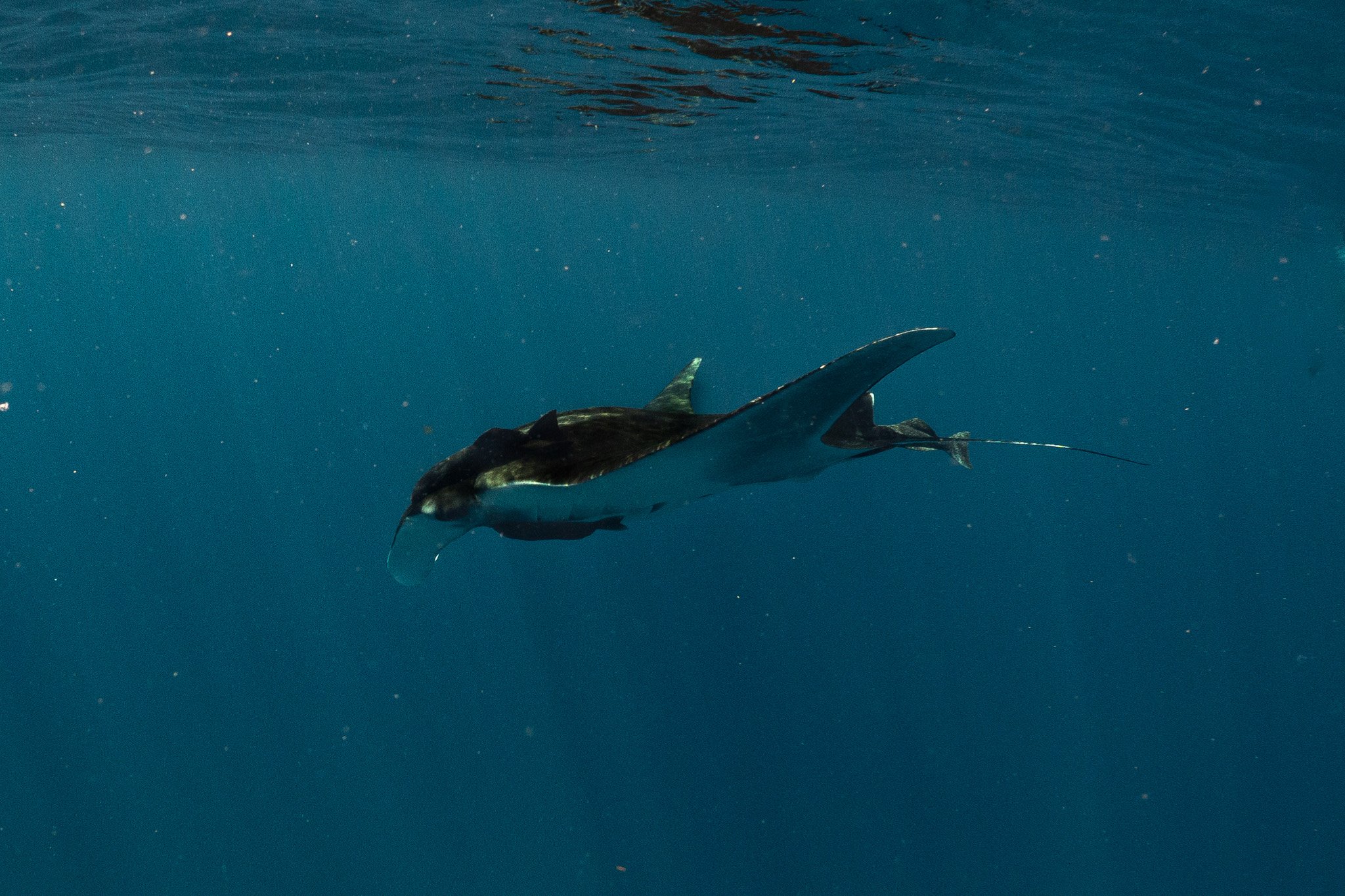 Un pez de agua profunda, nadando en el océano, vista desde abajo hacia arriba.