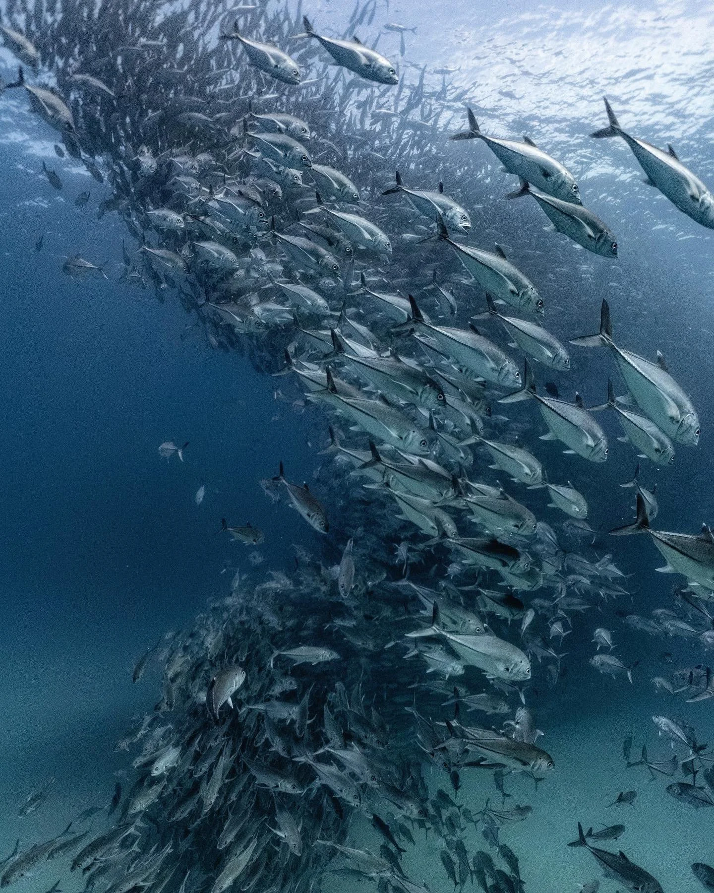 Banca de peces en el océano, con muchos peces nadando en formación.