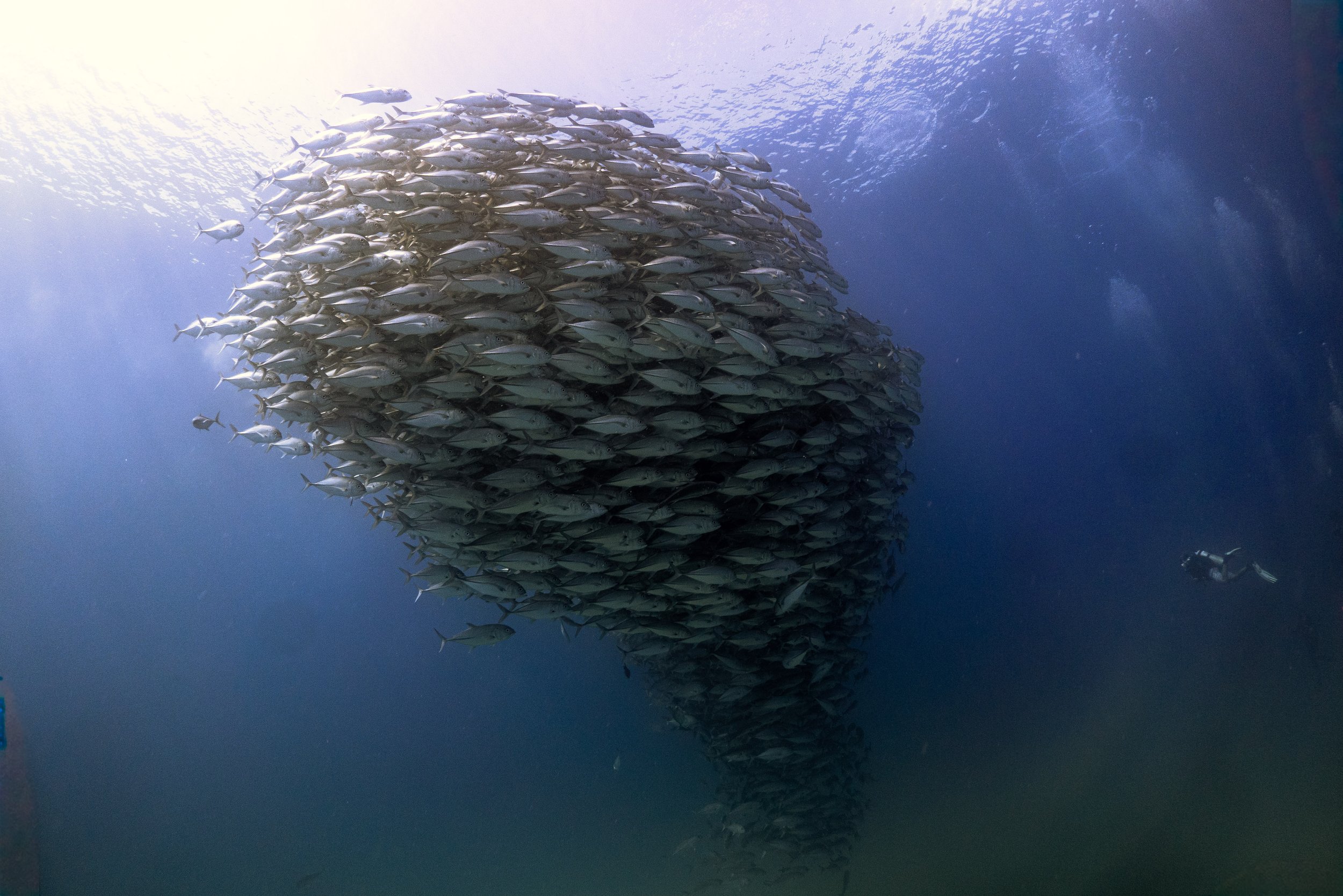Banco de peces en forma de espiral en el océano con un buzo en la esquina derecha.