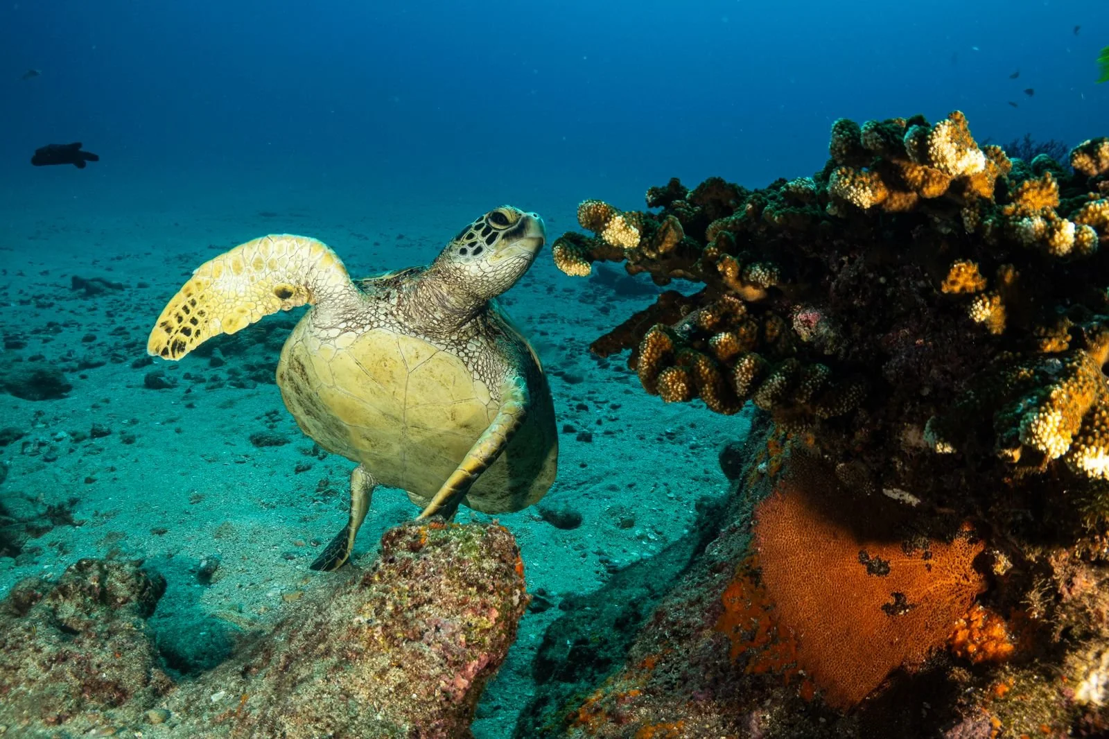 Tortuga marina nadando cerca de corales en el océano.