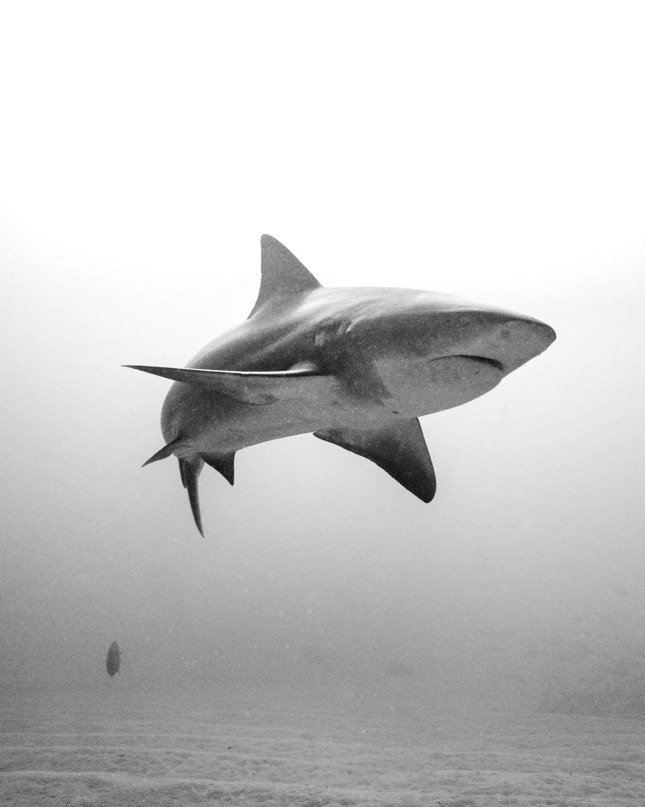 Tiburón nadando en el océano, en blanco y negro.