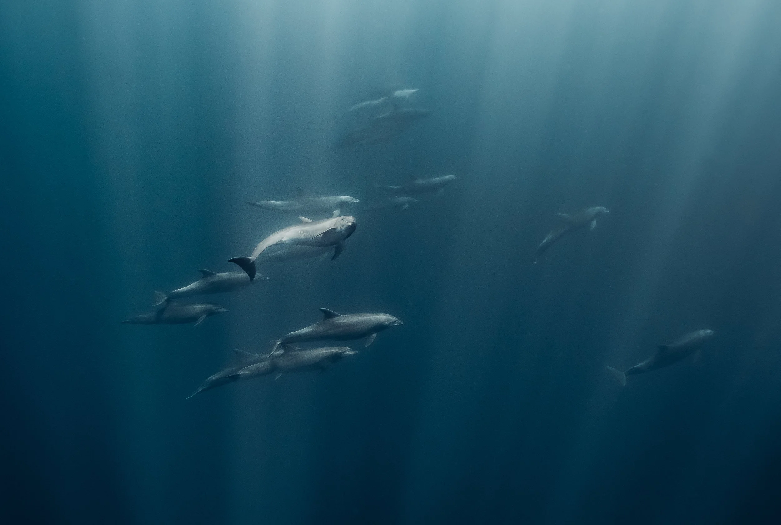 Grupo de delfines nadando en el océano profundo con luz filtrándose desde la superficie.