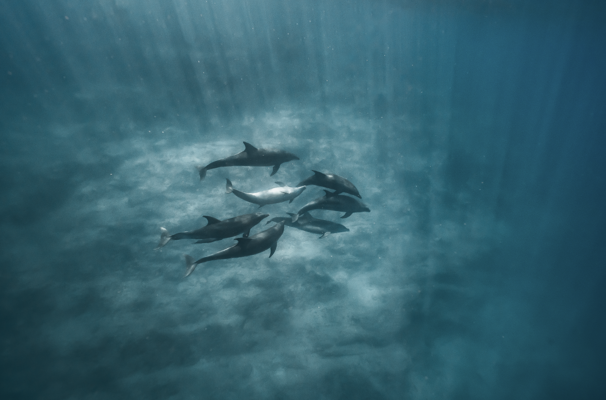 Grupo de delfines nadando en el océano profundo