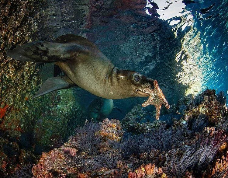 Un pez marino con una boca grande, alimentándose de un cangrejo en un arrecife de coral submarino.
