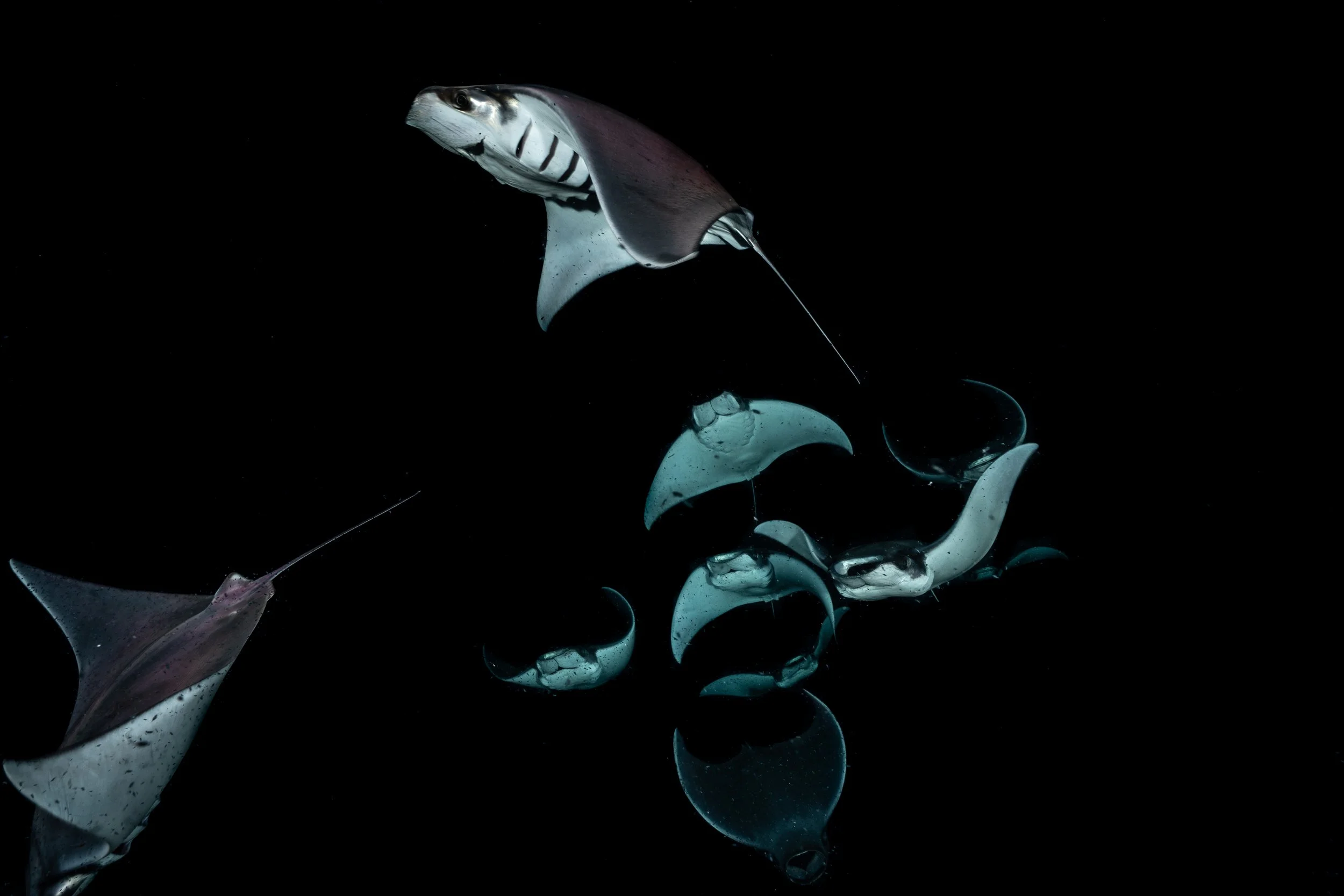 Varias manta rayas nadando en aguas oscuras.