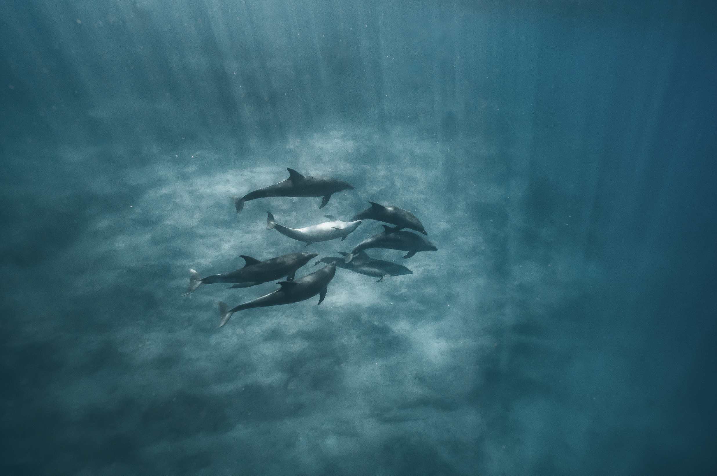 Grupo de delfines nadando en el océano bajo la superficie del agua
