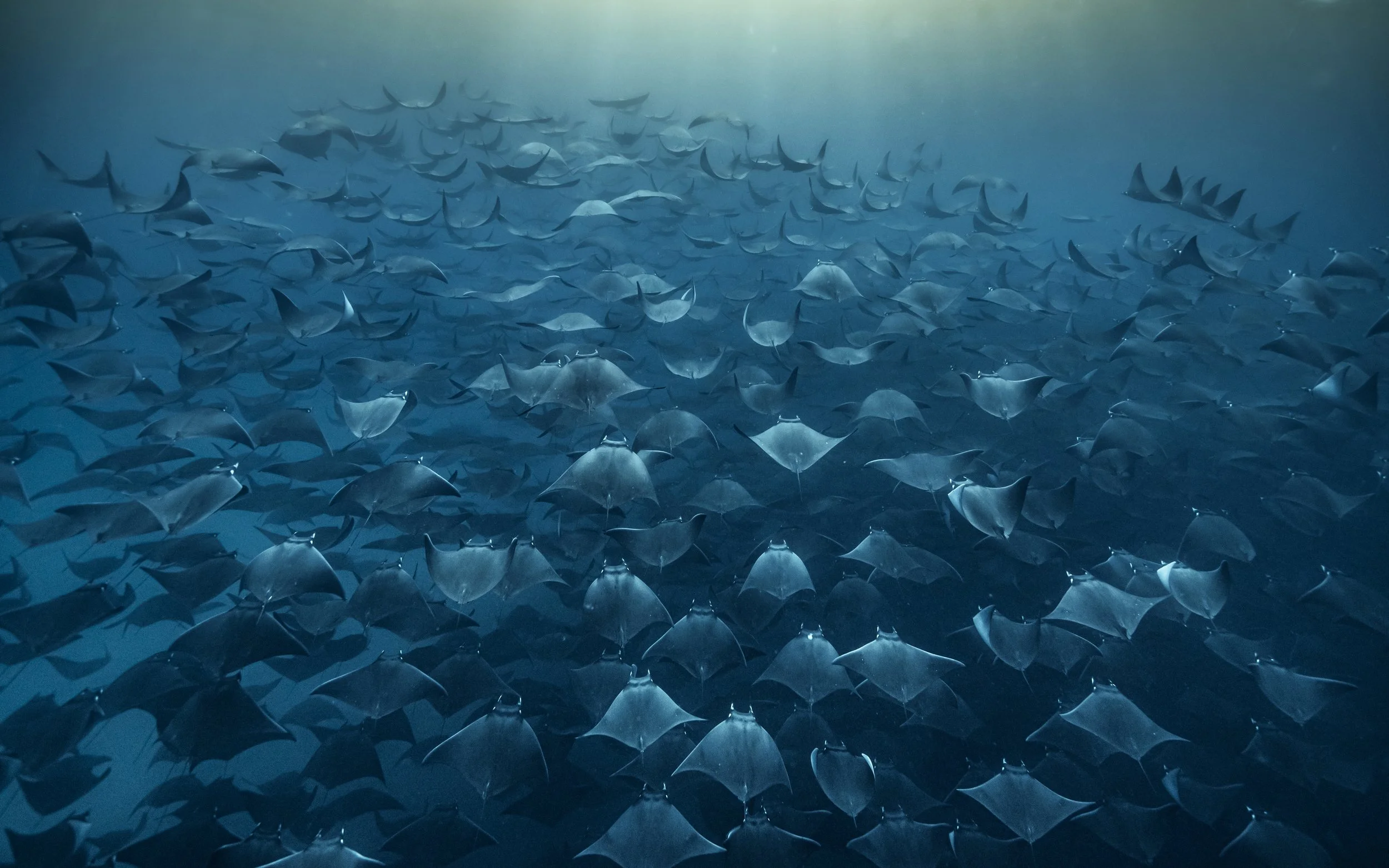 Gran cantidad de peces manta nadando en el océano profundo con luz filtrándose desde la superficie.