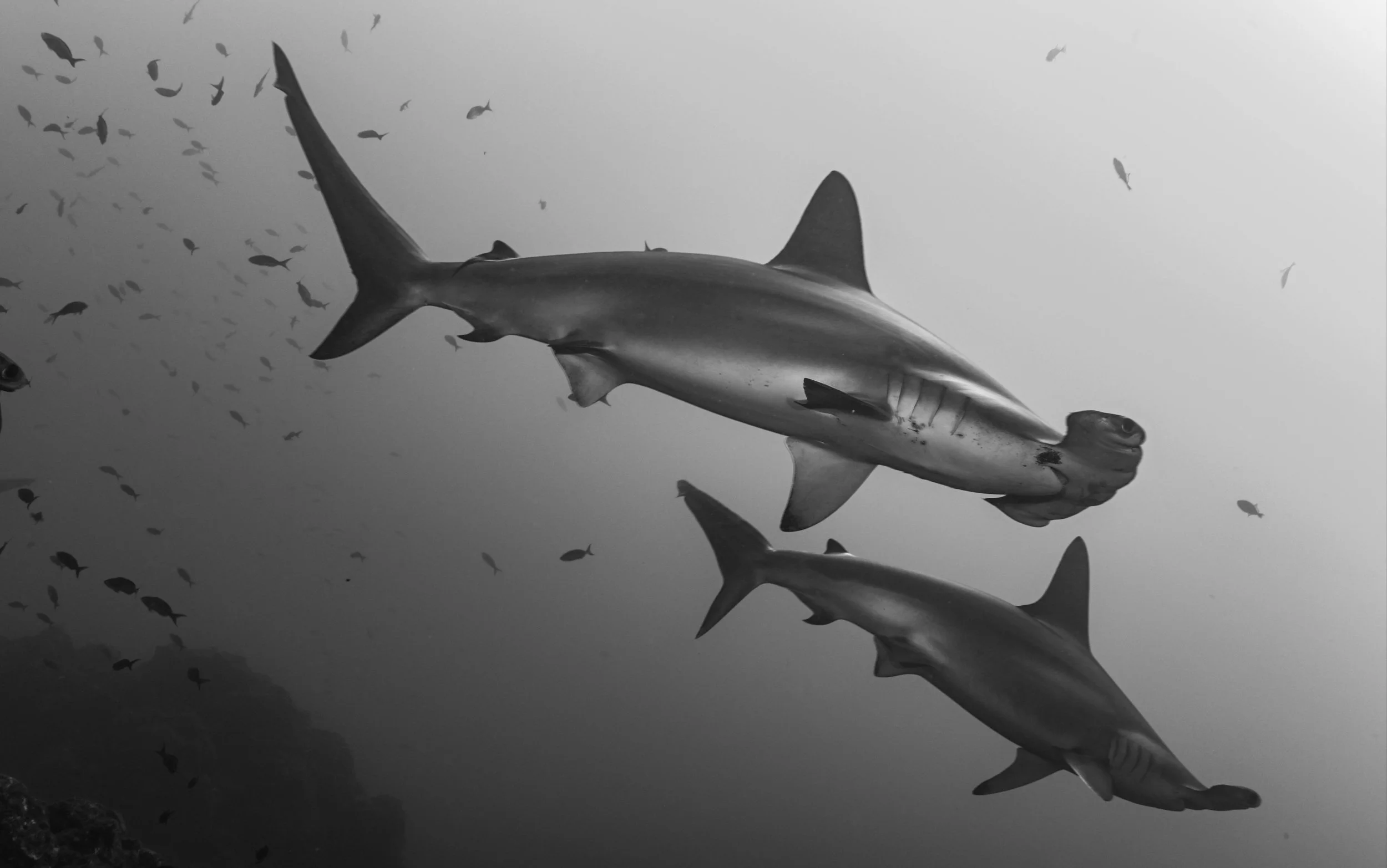 Peces en el océano, incluyendo mamíferos marinos como delfines.