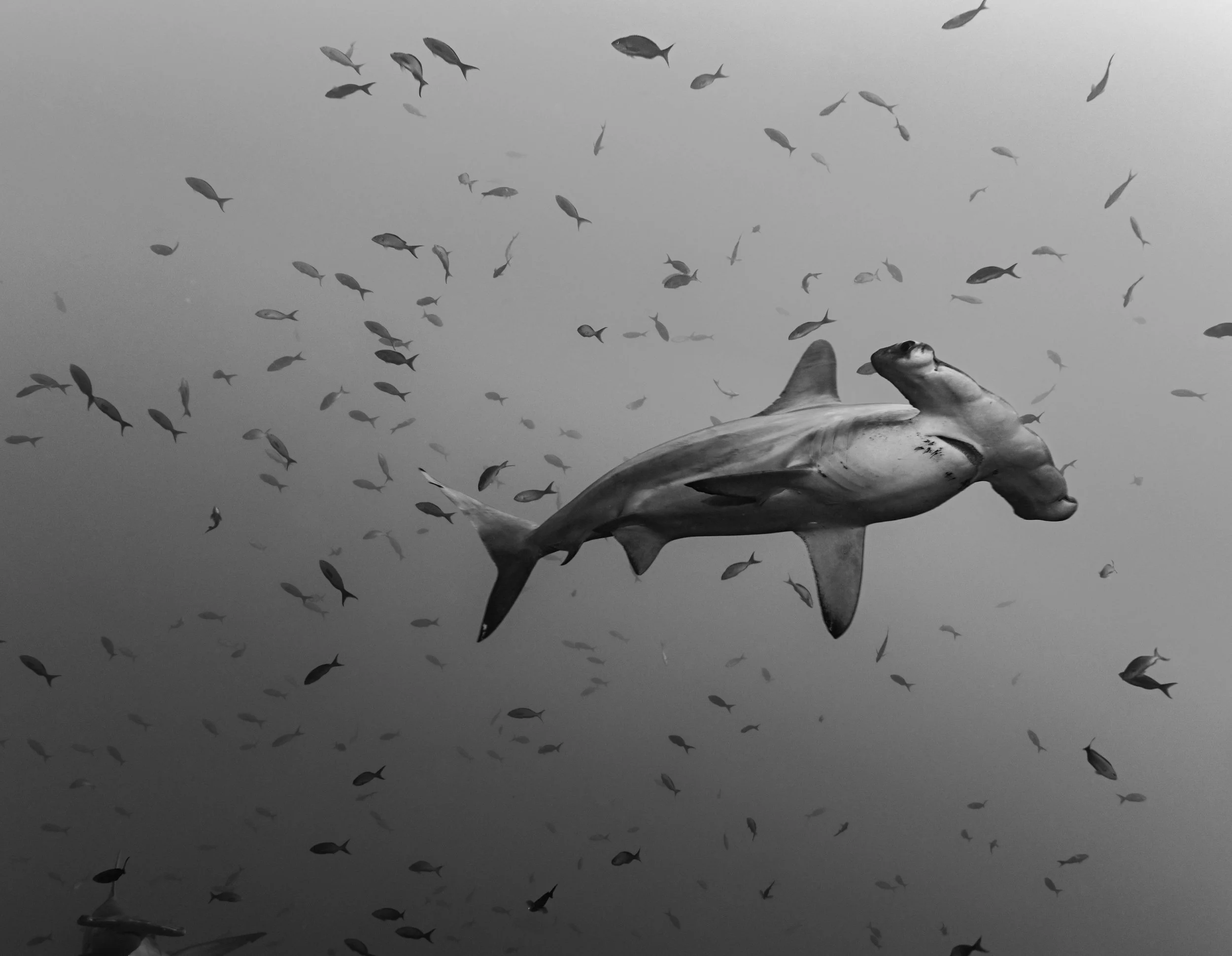 Tiburón en el océano rodeado de muchas aves, en blanco y negro.