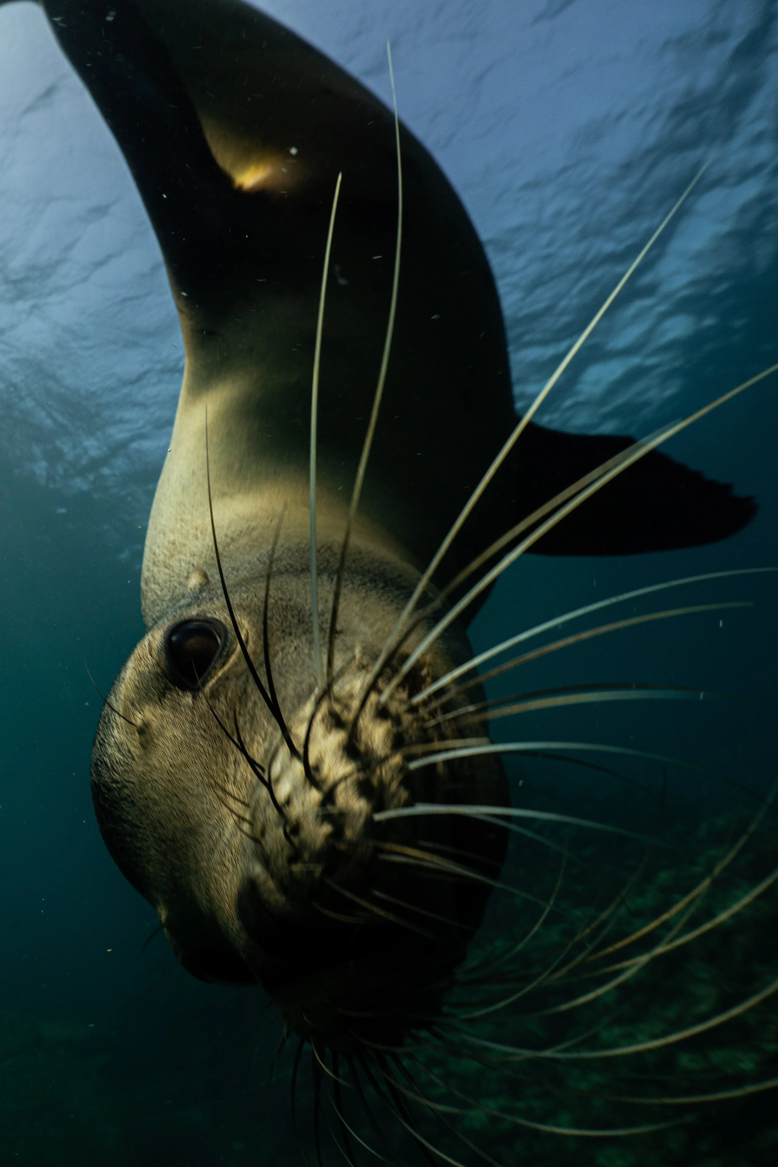 Una foca nadando en el agua con largo bigote y ojos grandes.