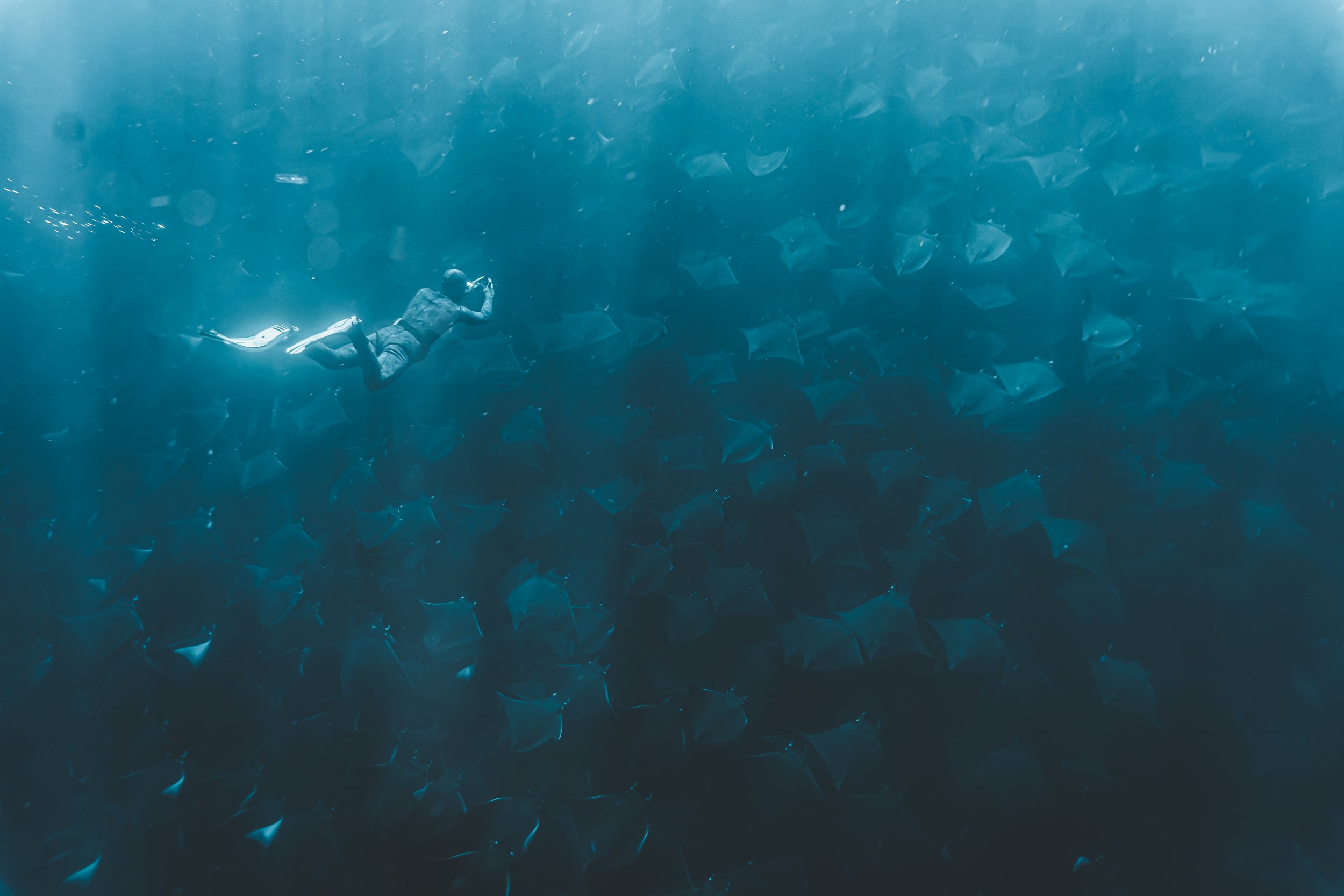 Un buzo nade entre un gran grupo de mantarrayas en el océano.