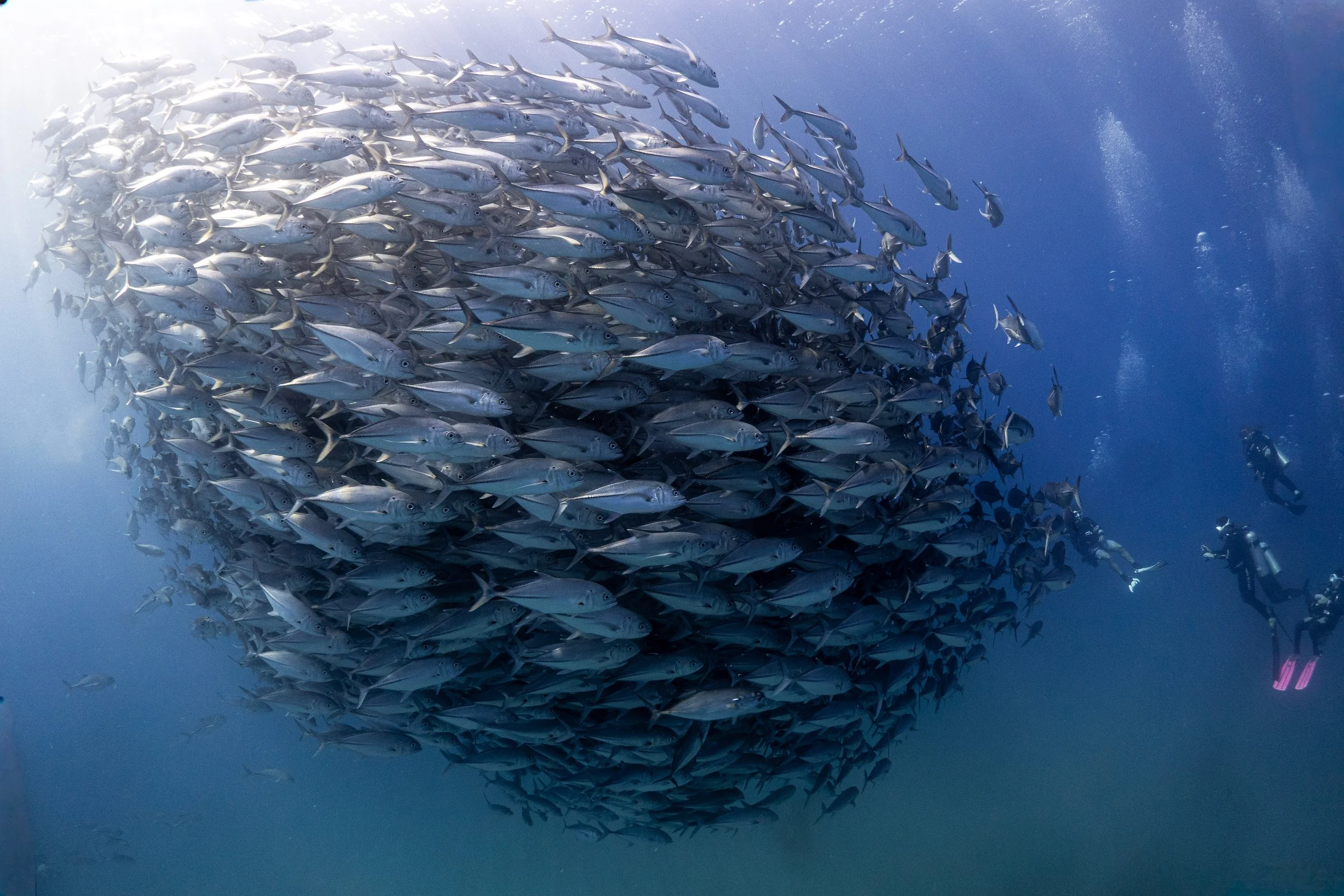 Un gran banco de peces en el océano con buzos en el fondo.