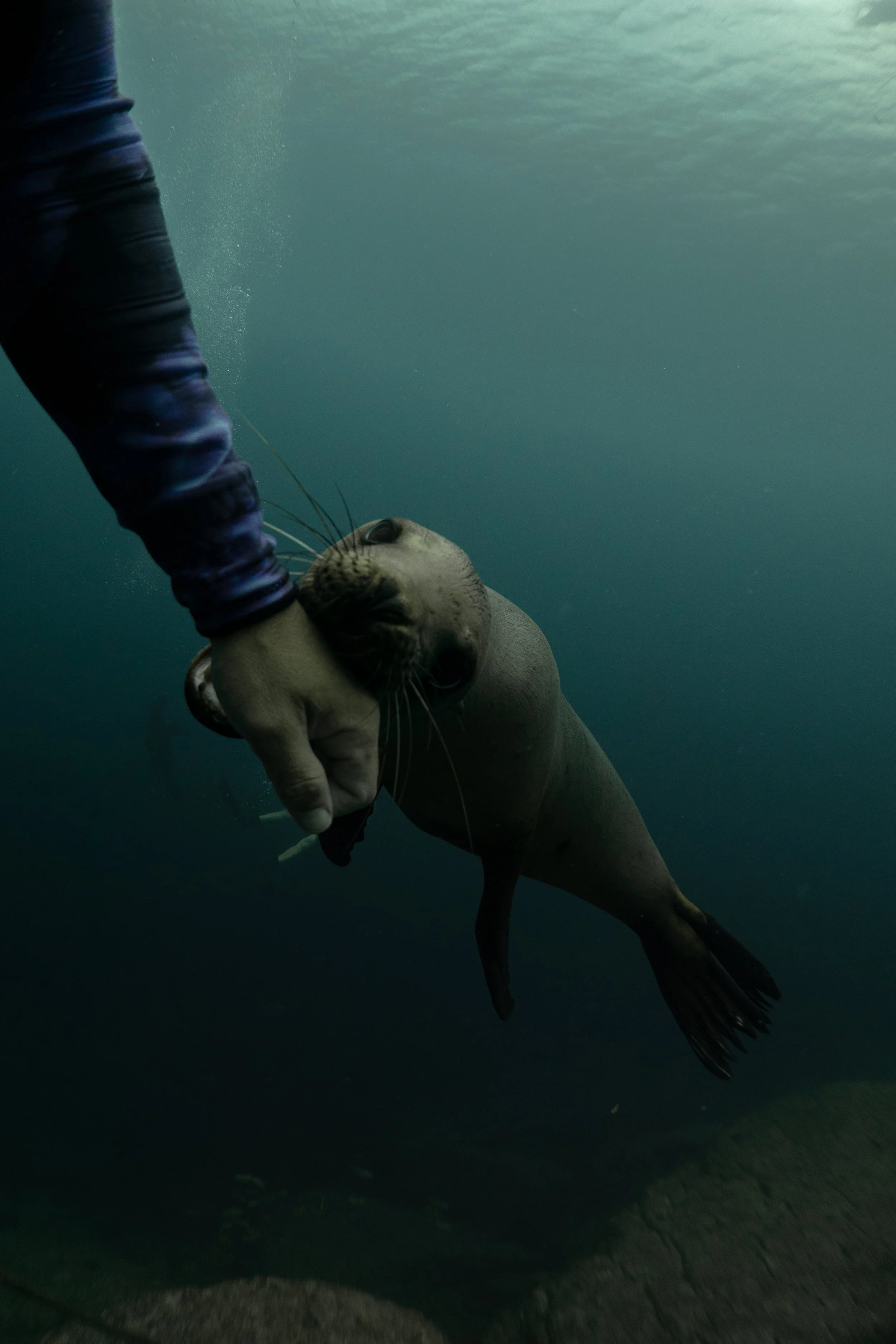 Una persona sosteniendo la aleta de una foca en el agua.