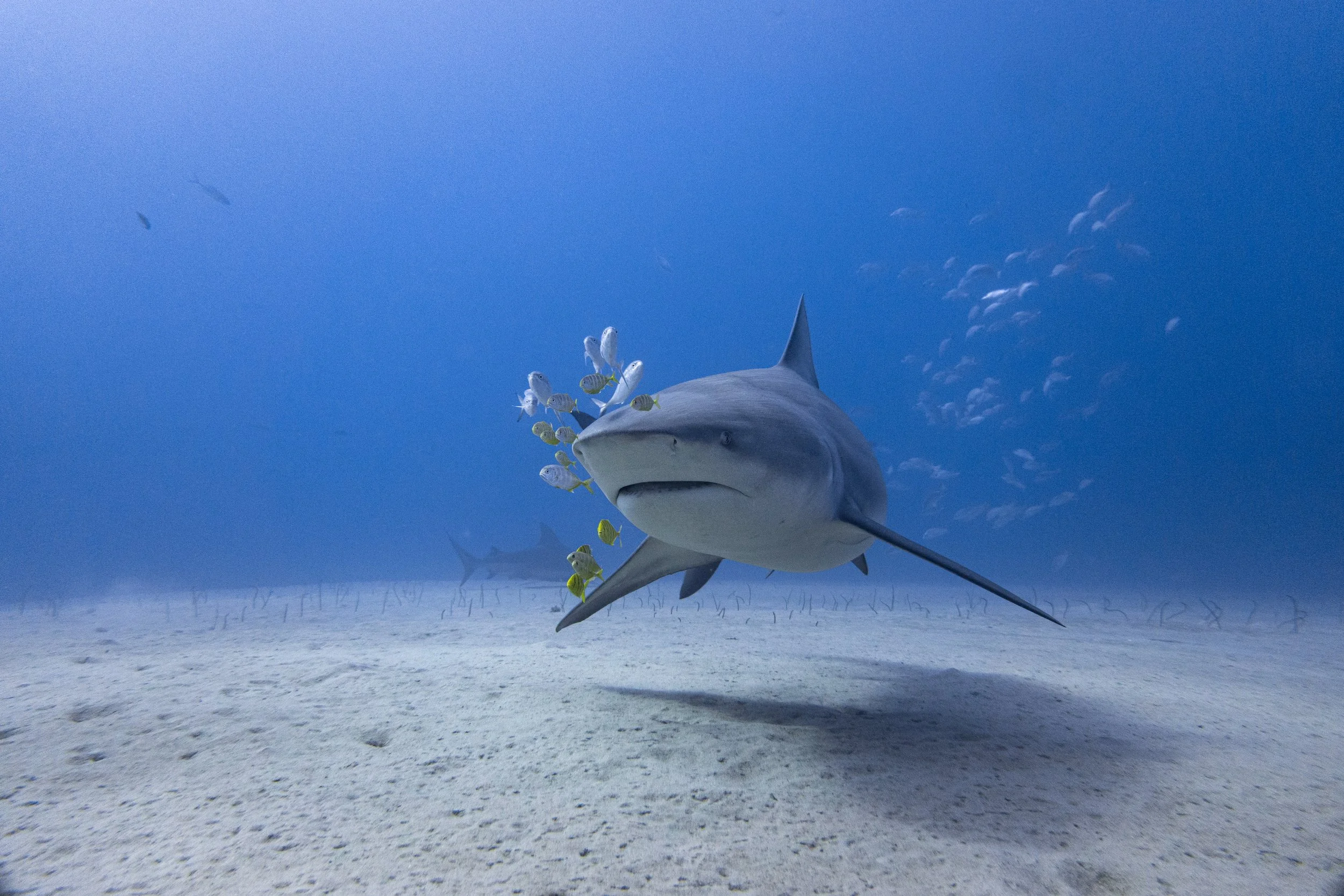 Un tiburón en el océano con peces nadando cerca de él y en el fondo.