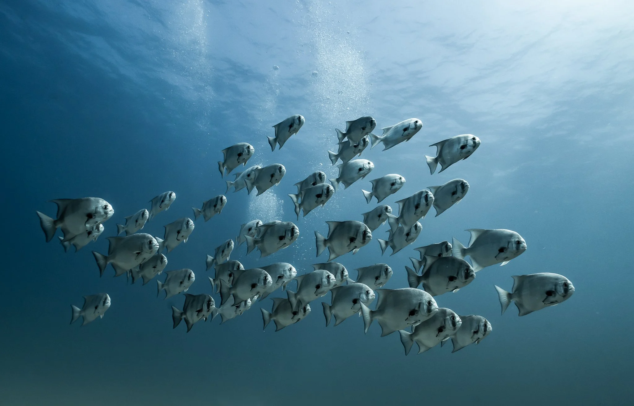 Un grupo de carpas nadando en el océano con fondo de cielo y agua.