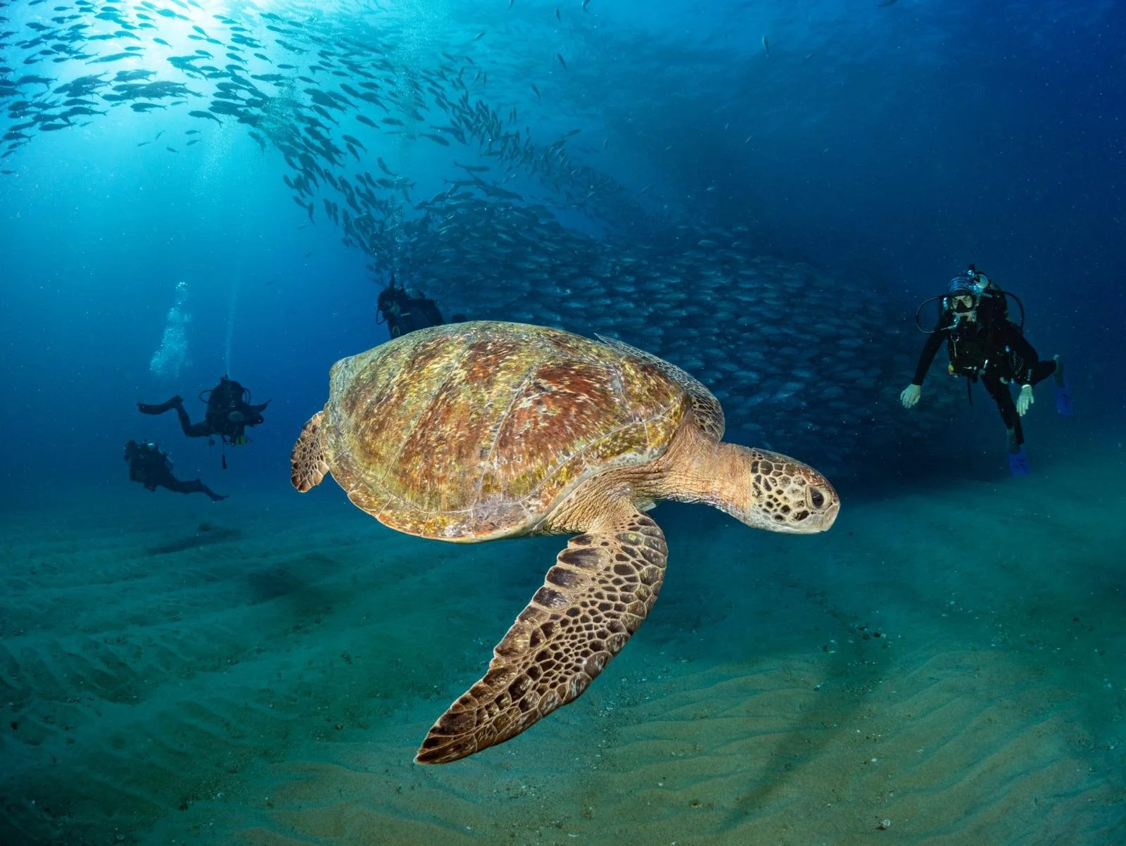 Tortuga marina nadando en el océano rodeada de buzos y un banco de peces.