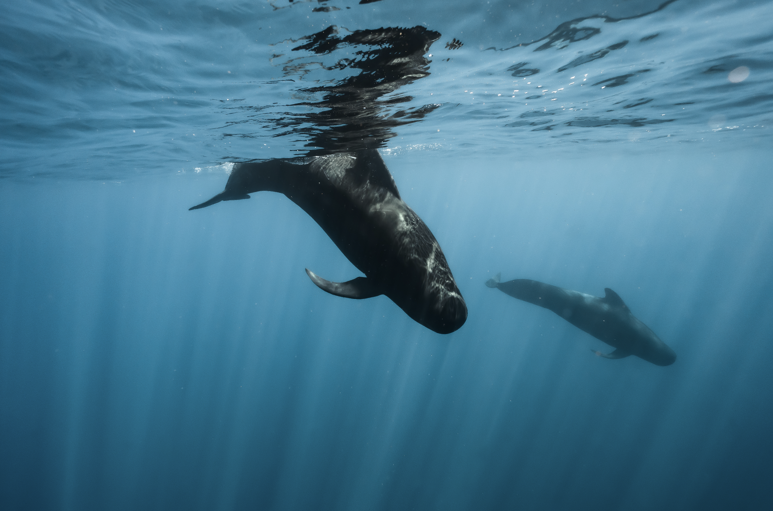 Dos ballenas en el océano bajo el agua, con luz filtrándose desde la superficie