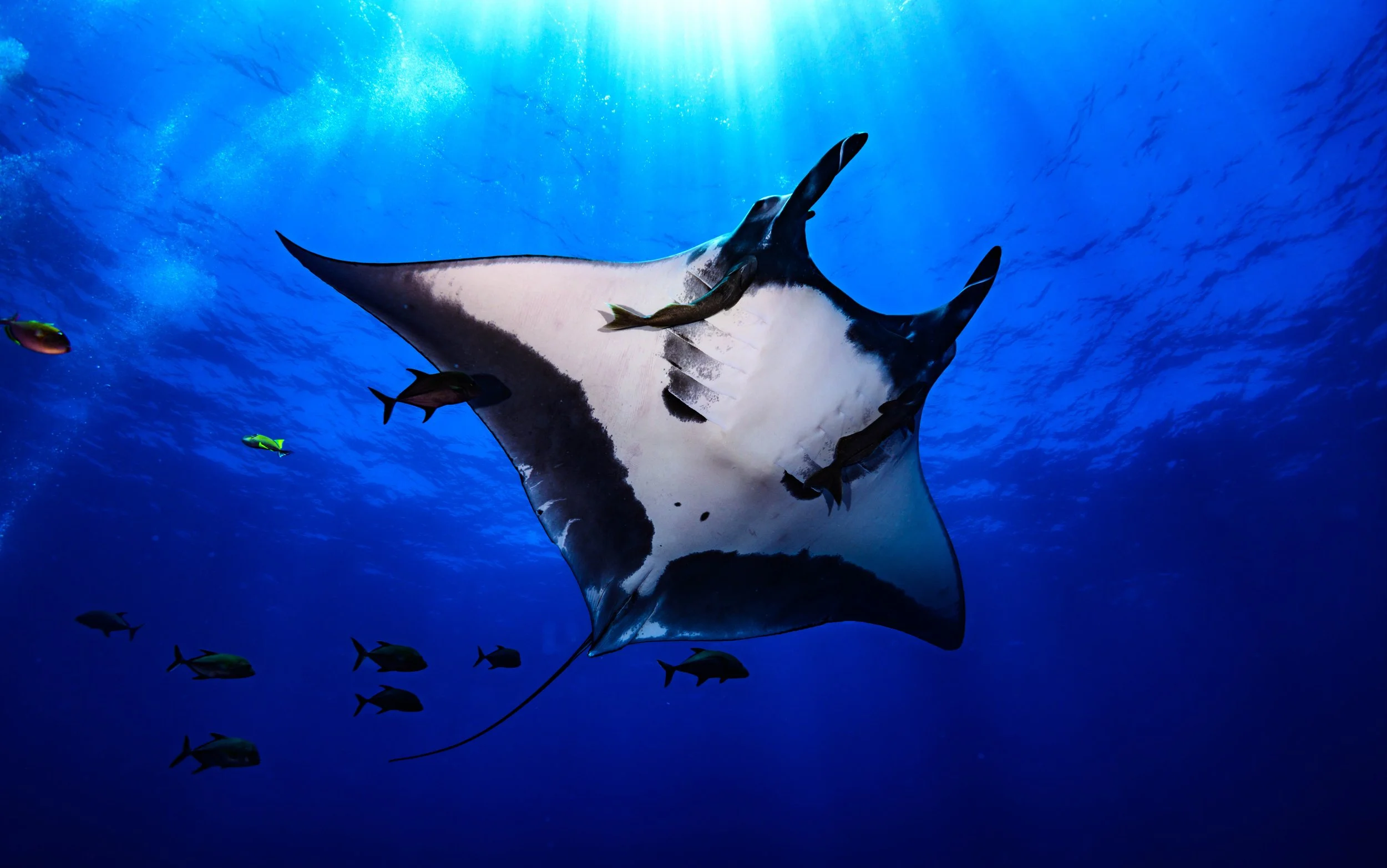 Una manta raya nadando en el océano con varias especies de peces a su alrededor.