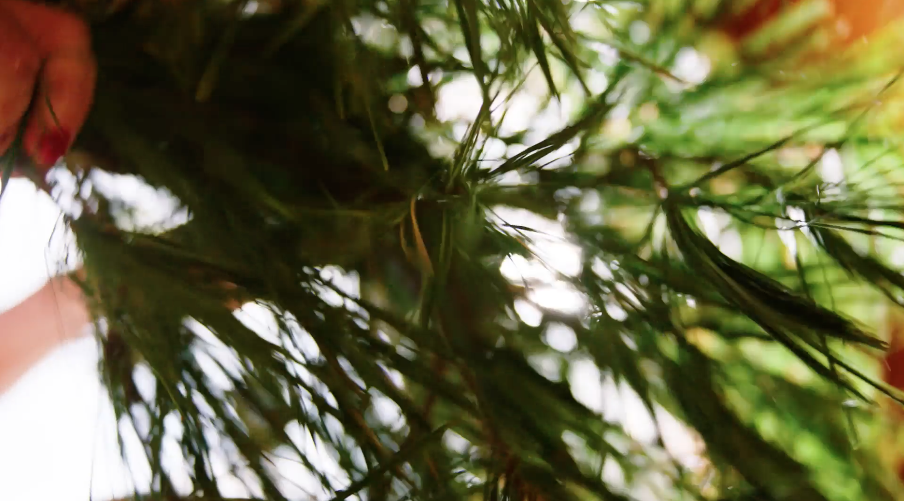 Close-up of green pine branches, with some red and brown areas, when viewed from underneath.