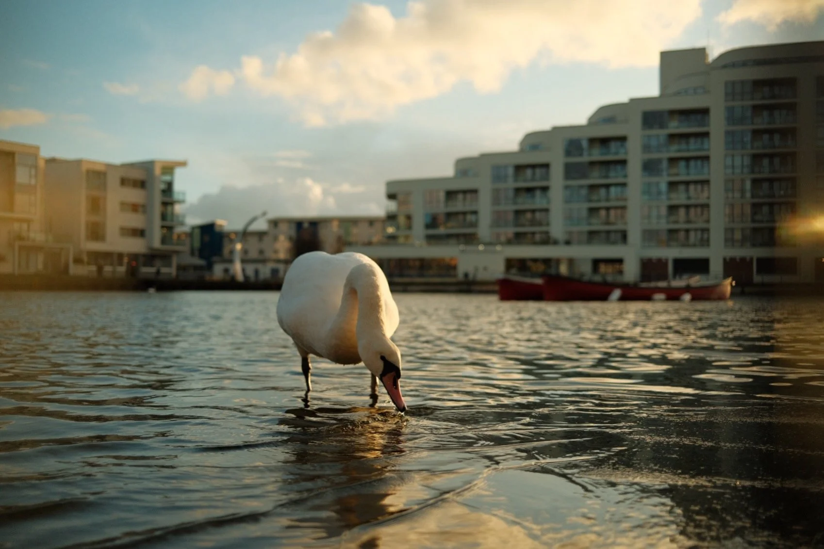 Swan swimming in a body of water with modern apartment buildings and a boat in the background during sunset.