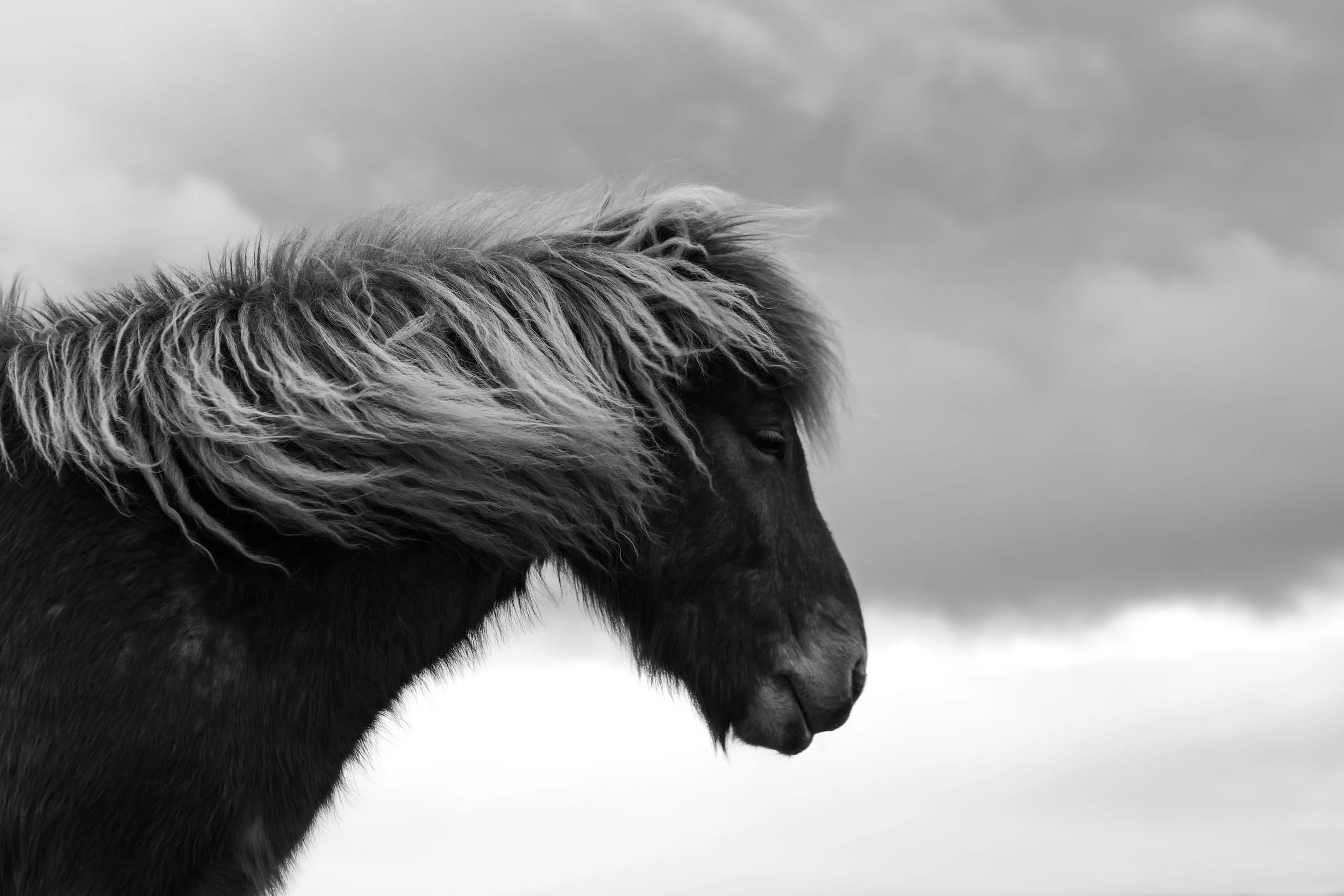 Close-up of a black horse's head with a flowing blonde mane against a cloudy sky.