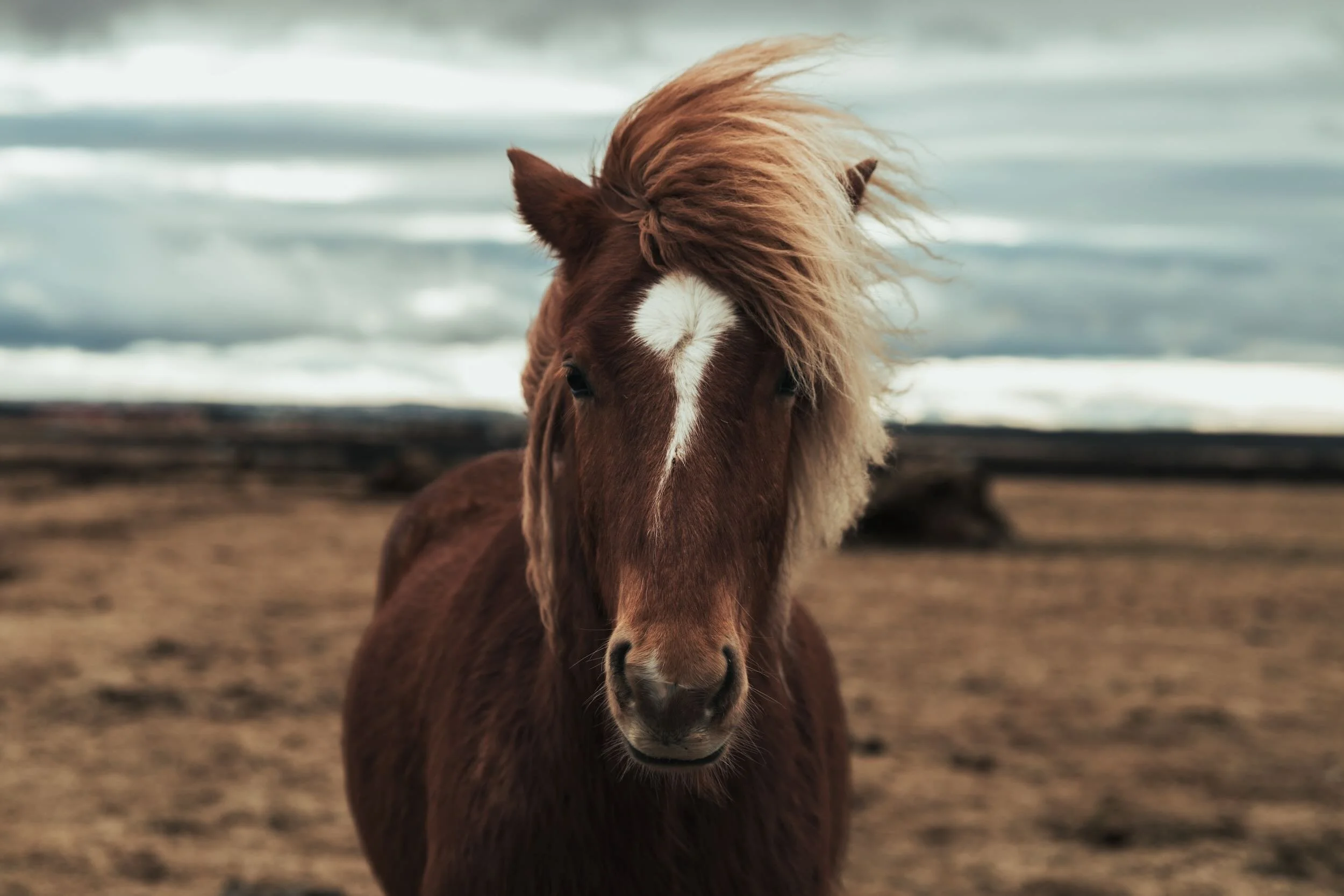 A brown horse with a flowing mane standing on a beach with a blurred ocean in the background.