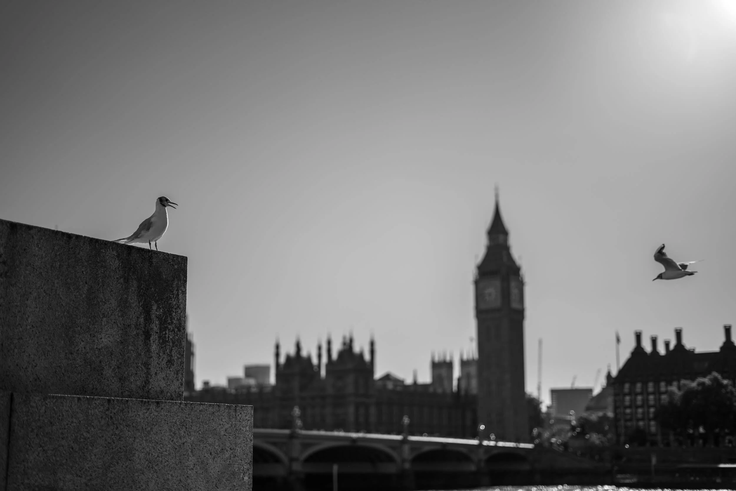 Black and white photo of two seagulls perched on a rooftop with the Big Ben clock tower and the Houses of Parliament in the background, under a bright sky.
