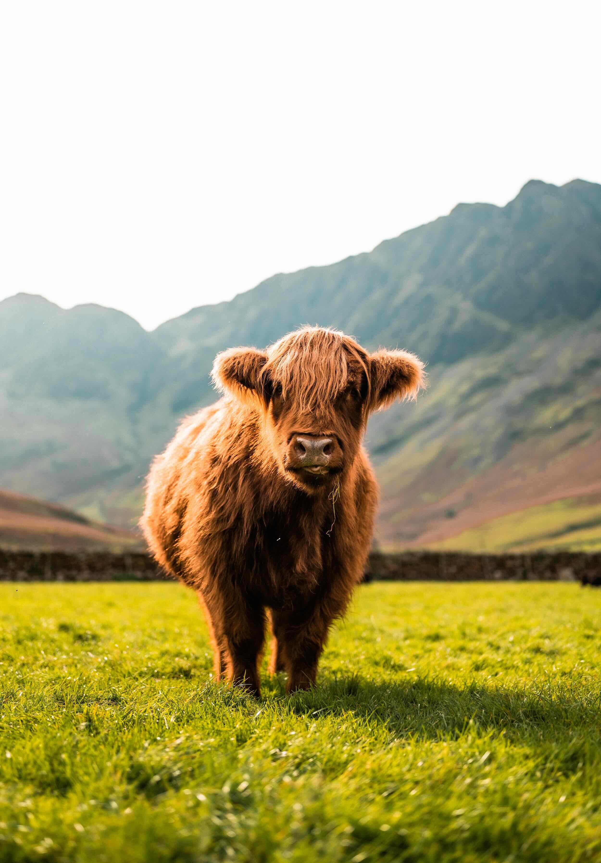 A brown cow standing on a grassy field with mountain ranges in the background under a clear sky.