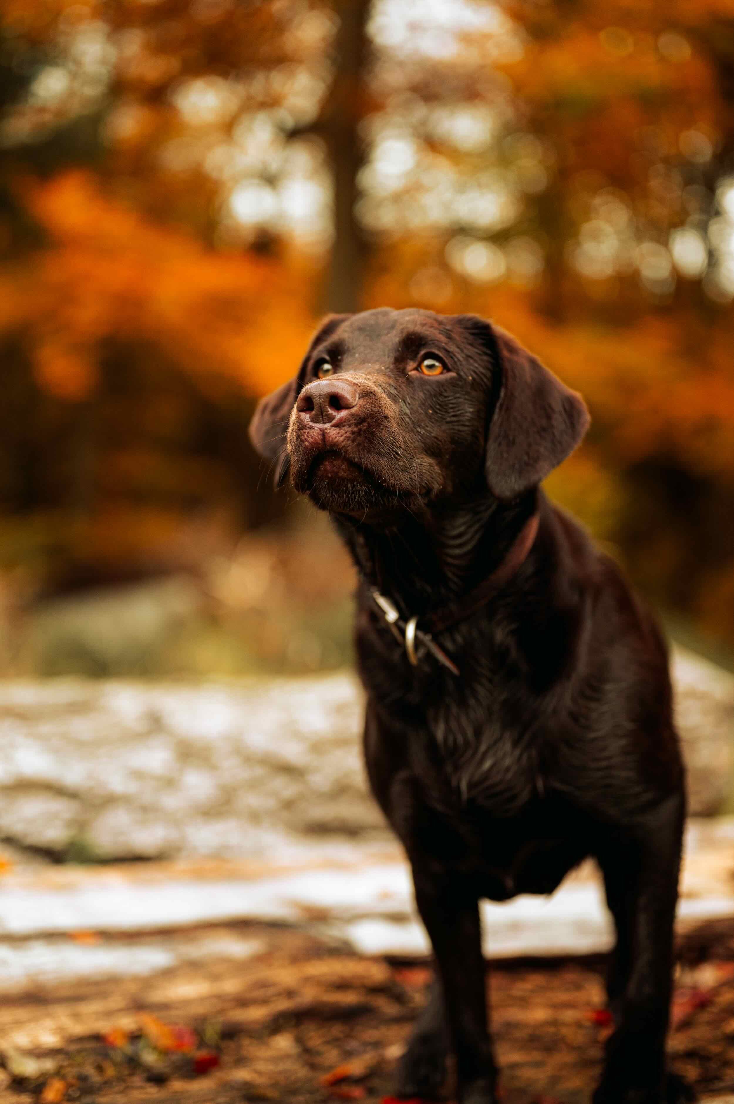 Maple
