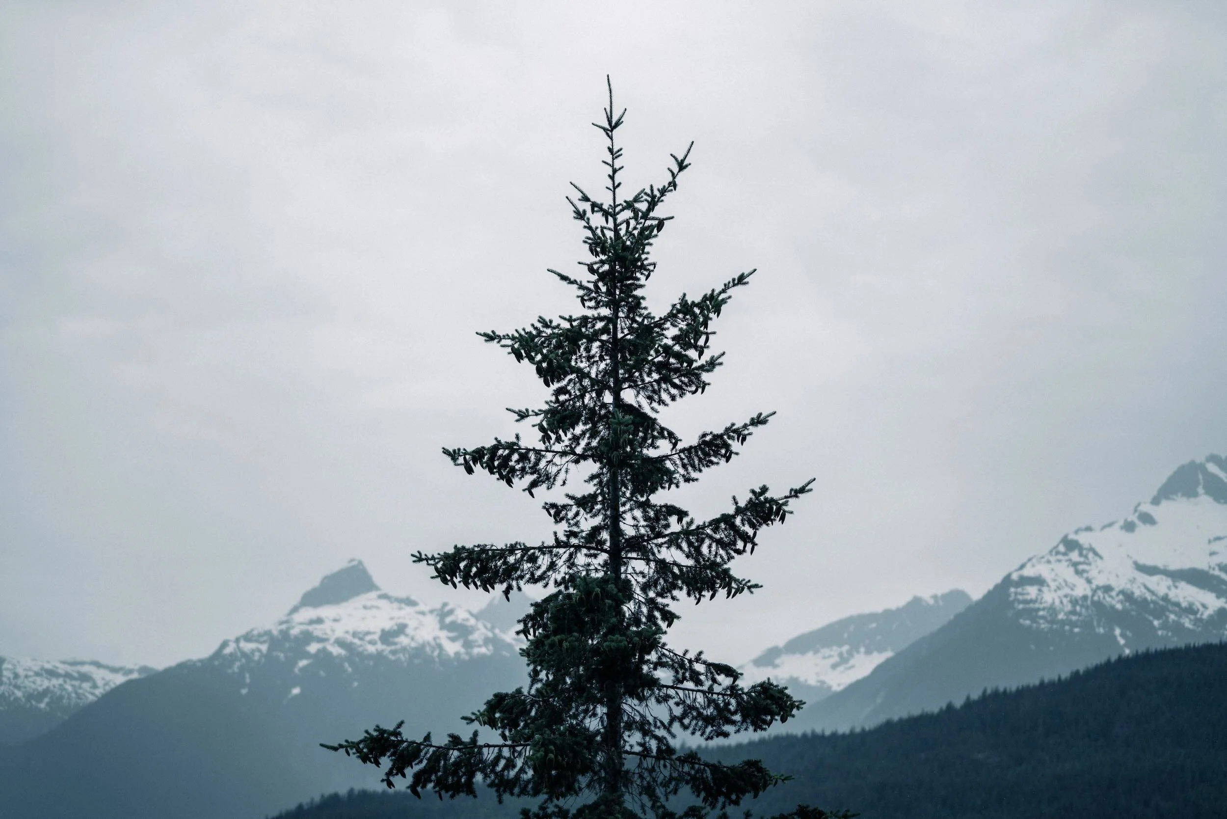 A tall evergreen tree standing alone with snow-capped mountains in the background and an overcast sky.