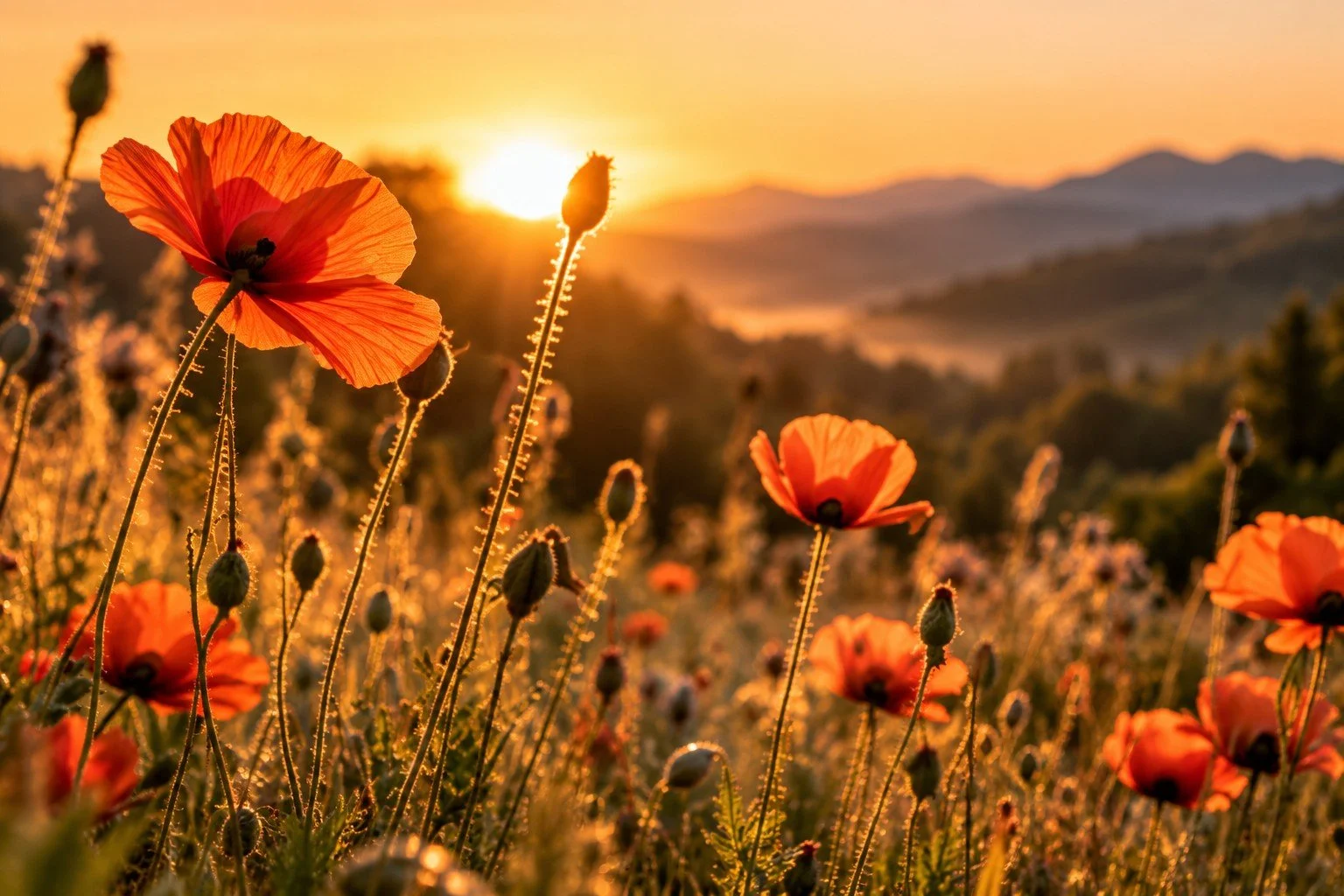 Sunset over a field of orange poppies with mountains in the background.
