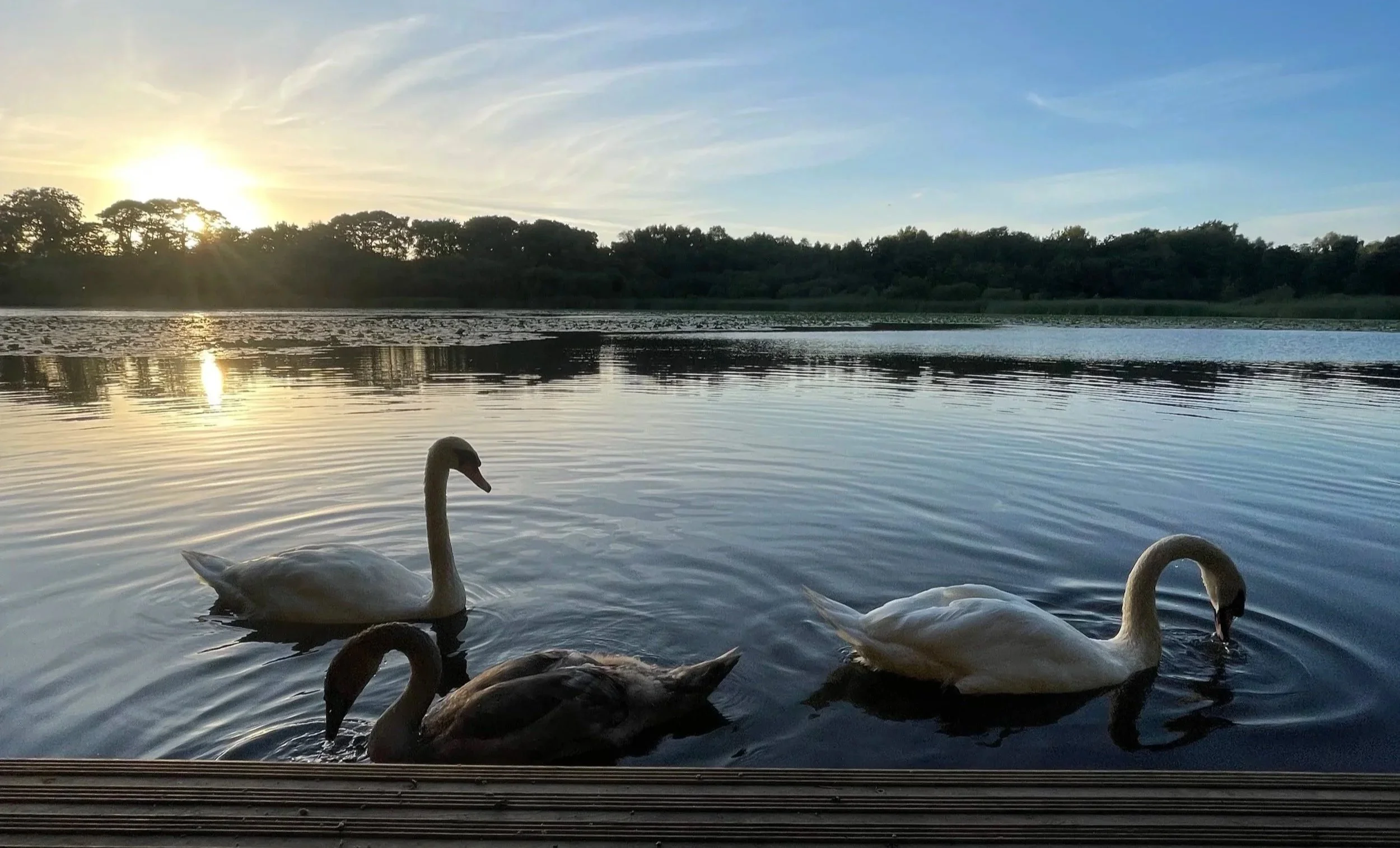 A lake scene at sunset with three swans swimming near the wooden dock, reflections of the sky and trees on the water, and a distant tree line.