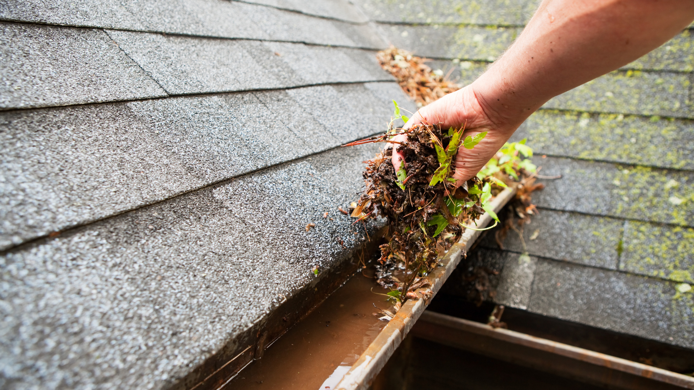 A person is removing debris, including leaves, mud, and small plants, from a gutter attached to a house with gray shingled siding.