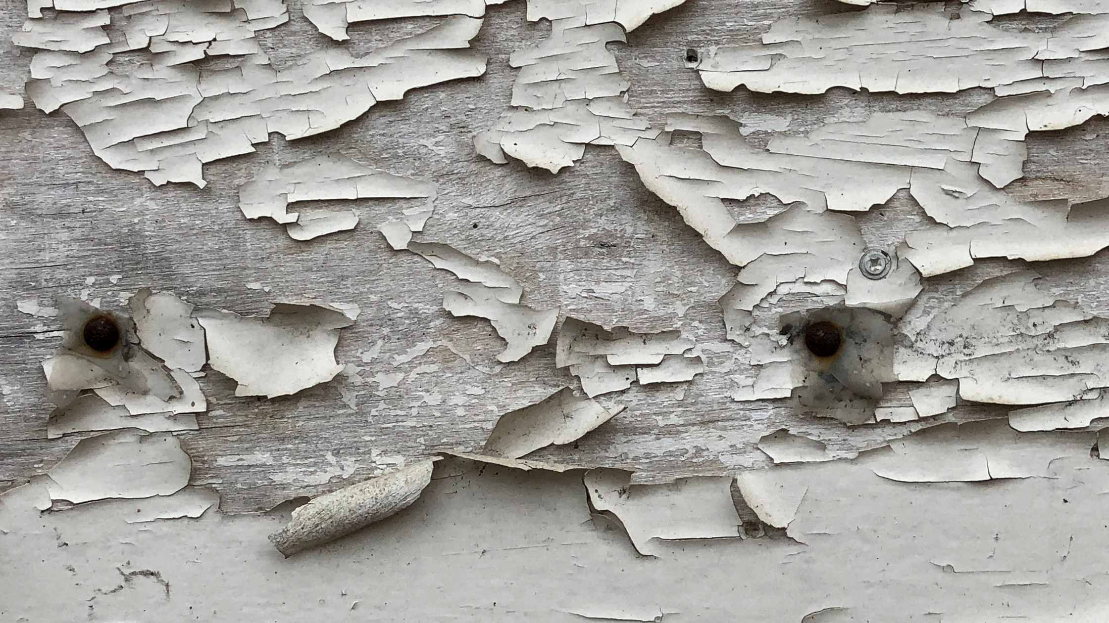Close-up of peeling white paint on a weathered wooden surface with two nails.