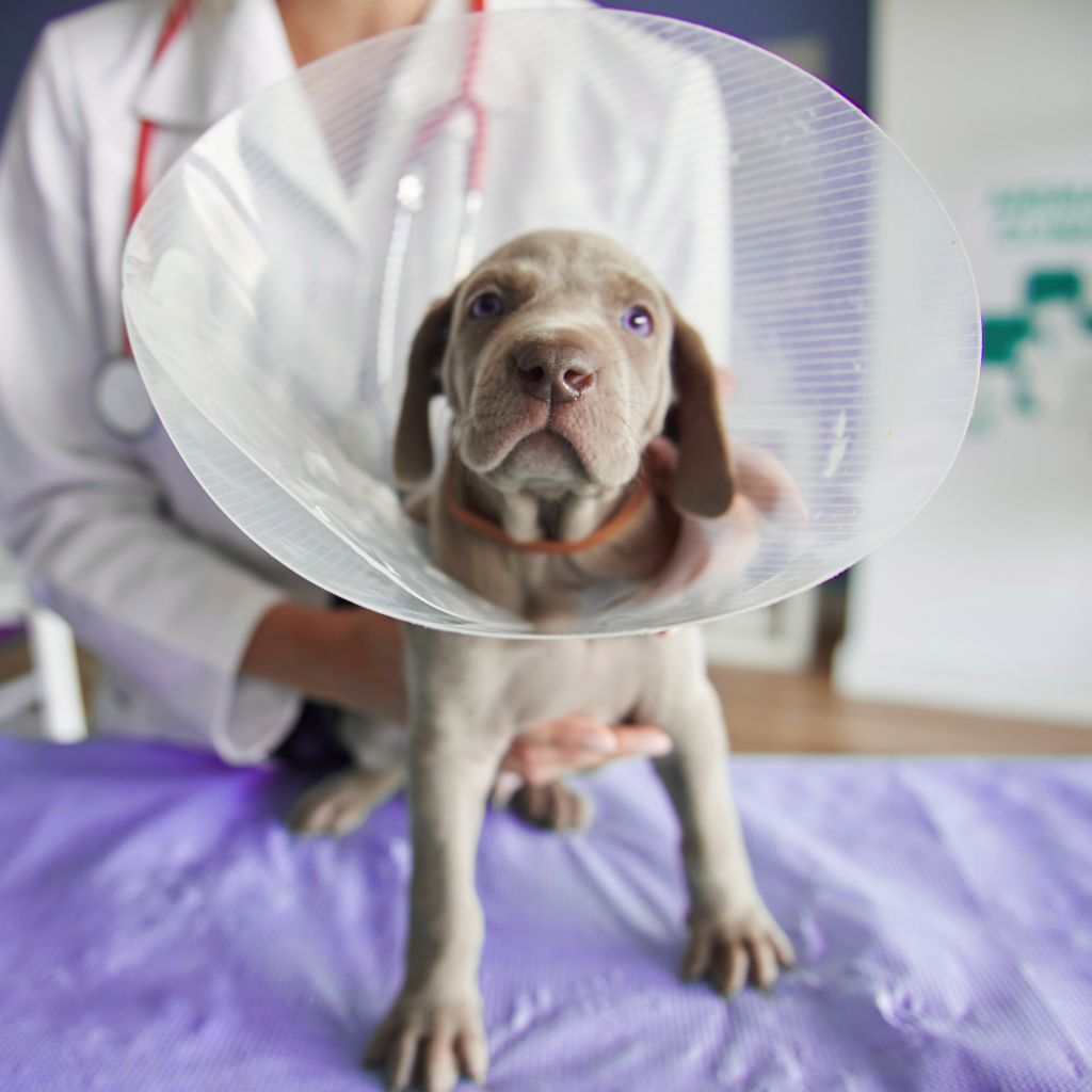 A veterinarian holding a puppy with a cone around its neck in a veterinary clinic.