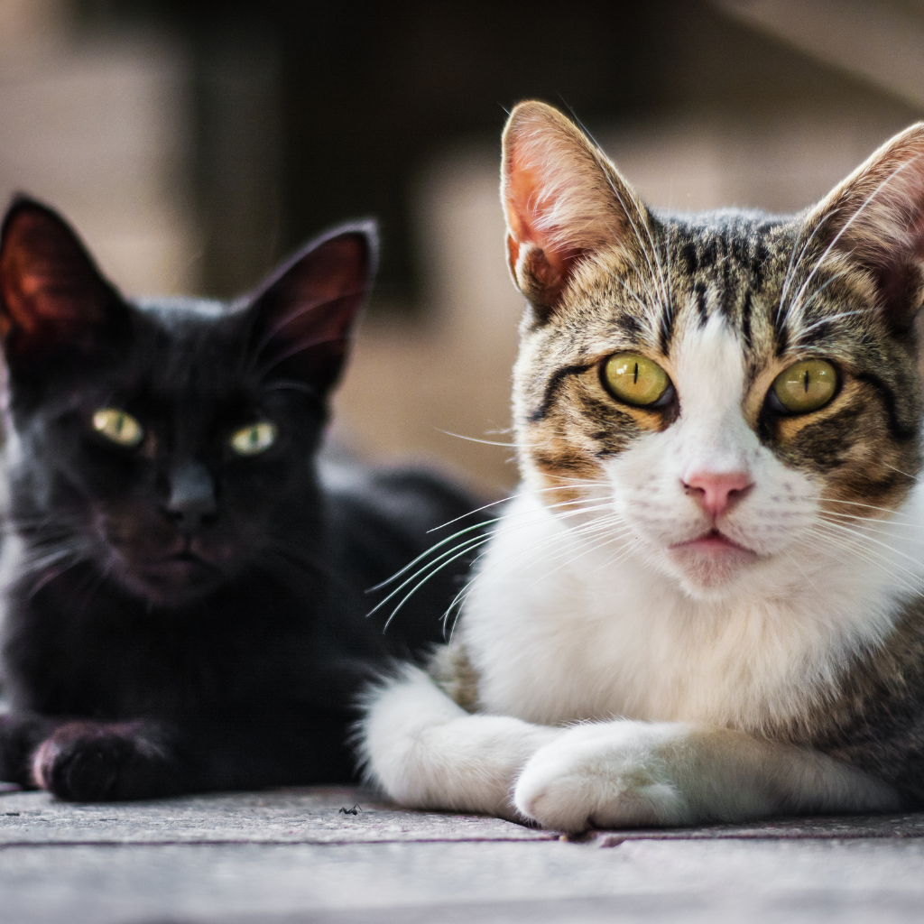 Two cats lying on the floor, one black and one with white and gray fur, with a blurred background.