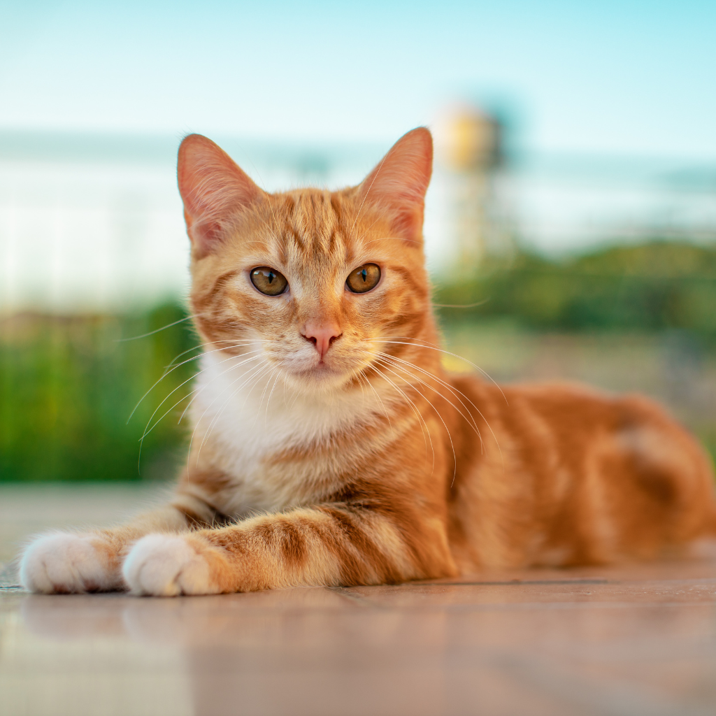 An orange tabby cat lying on the floor indoors with a blurred window and landscape in the background.