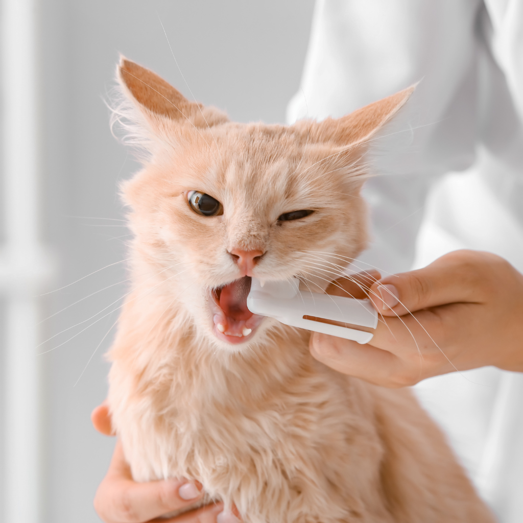Person grooming a ginger cat, using an electric clippers on its face.