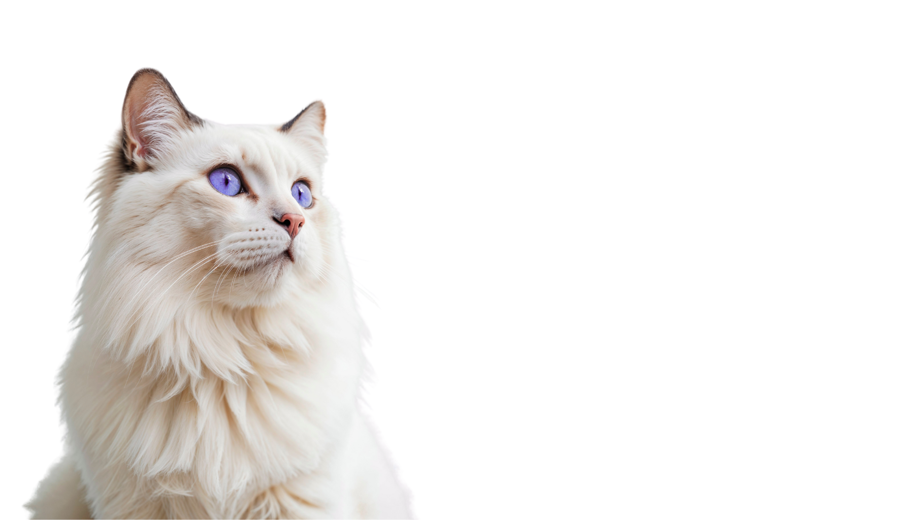 A white long-haired cat with striking blue eyes looking upward.