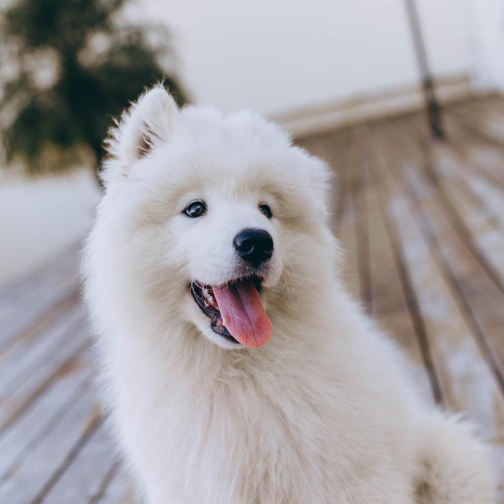 A fluffy white puppy sitting on a wooden deck with its tongue out and a happy expression.