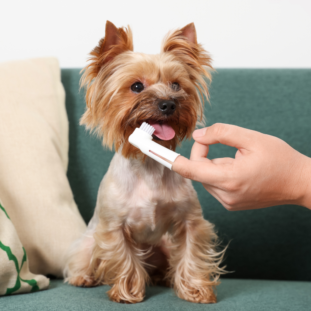 A small dog with reddish-brown fur and long ears being brushed on the chew by a person's hand, sitting on a green couch with pillows.