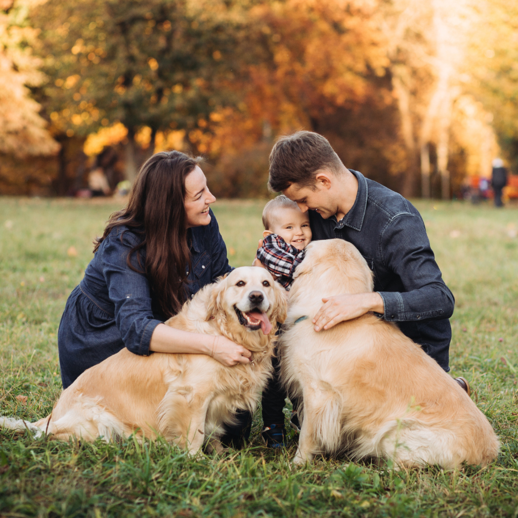 A family of four, including a woman, man, young child, and two golden retrievers, sitting on grass in a park with fall trees in the background, smiling and enjoying a sunny day.