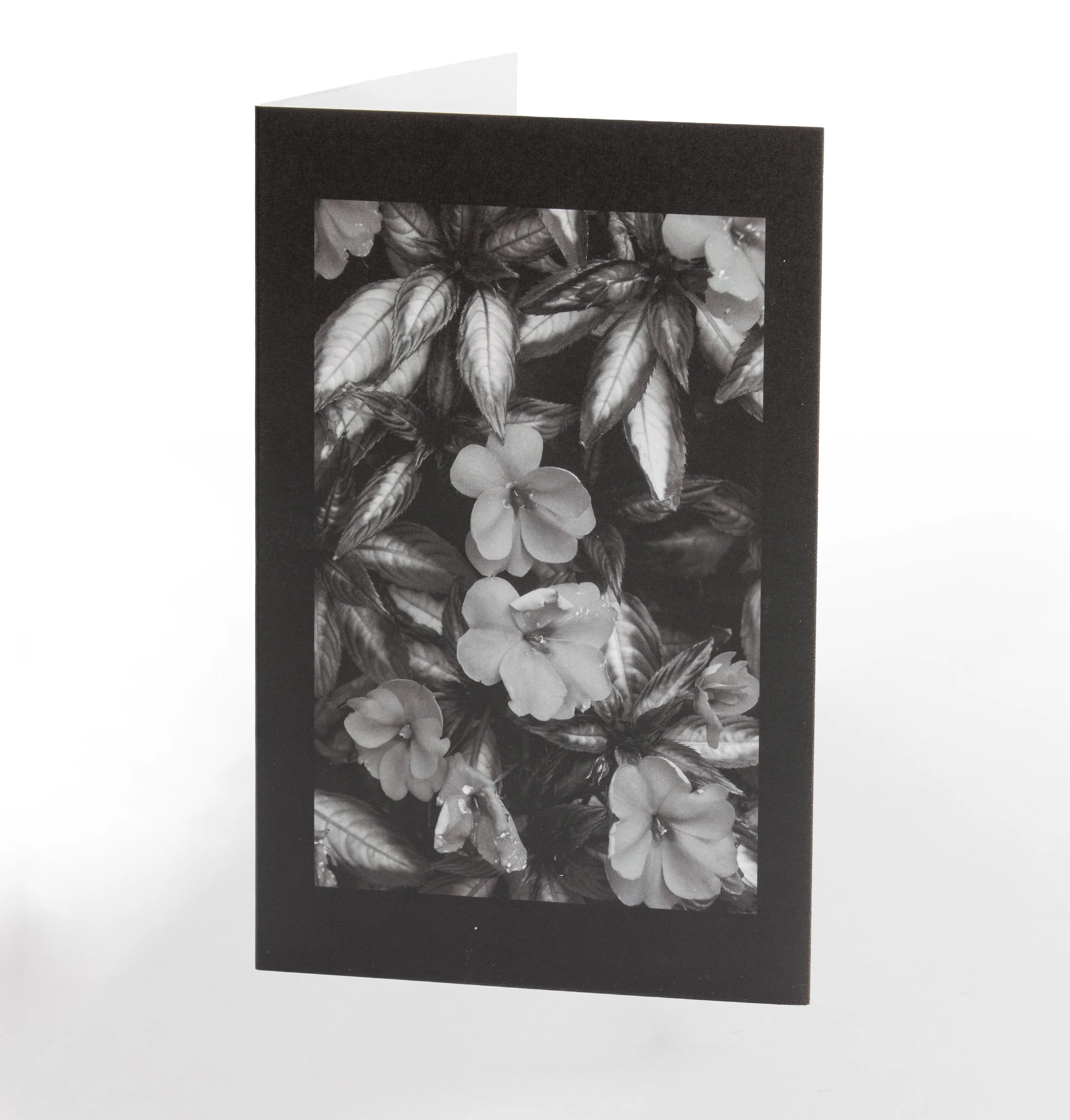 Fleures obscures.JPG