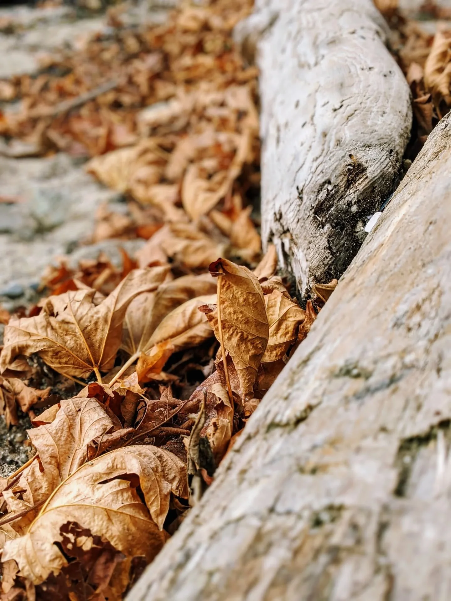 Public Schedule this week:
🍁 Friday 10/24 - 12pm Slow Flow @focalpointpilatesandmovement 
🍁 Sunday 10/26 - 4pm Slow Flow @vitalbellingham 

Hope you're having a sweet, cozy rainy (if you're in Bellingham) day ✨
