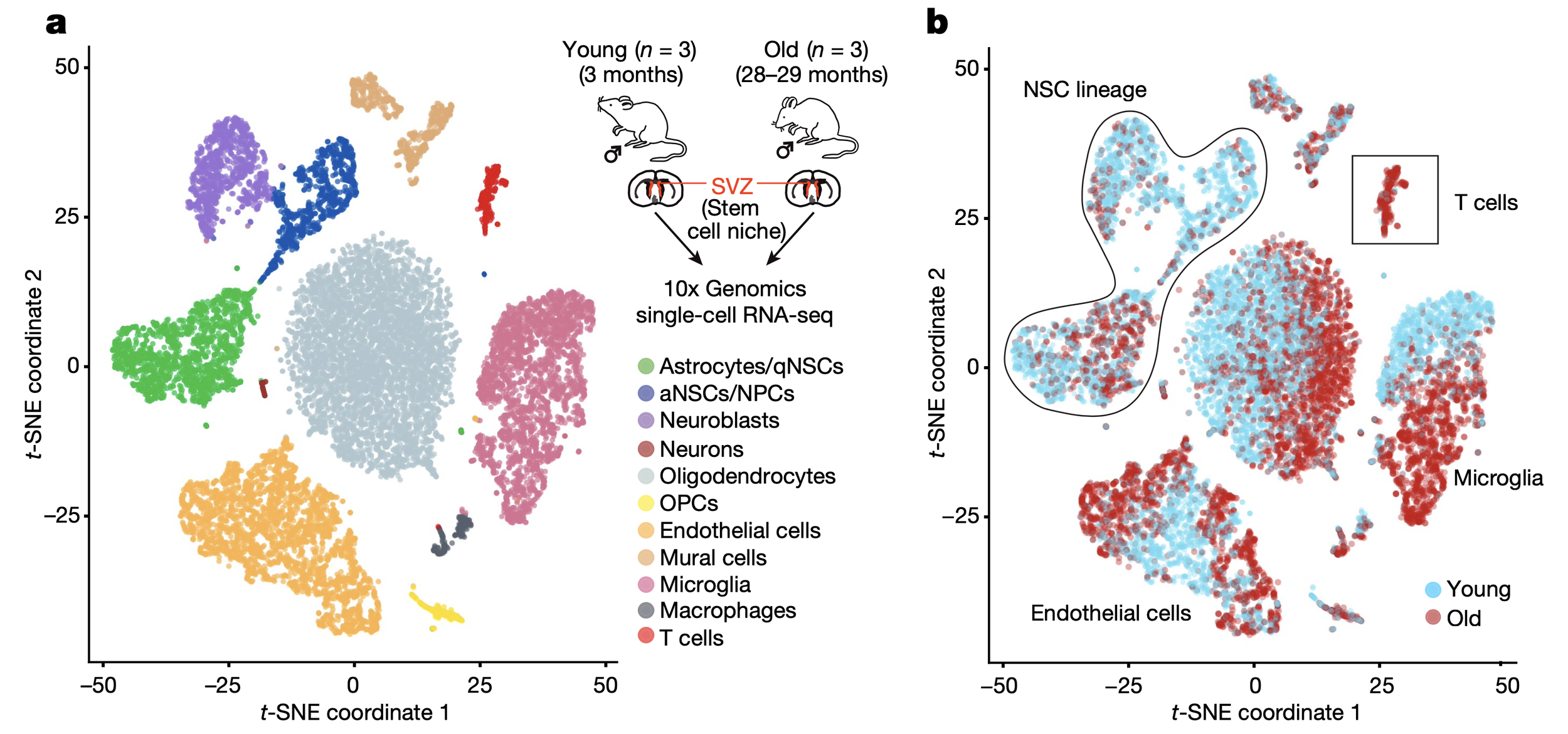 Single-cell analysis reveals T cell infiltration in old neurogenic niches